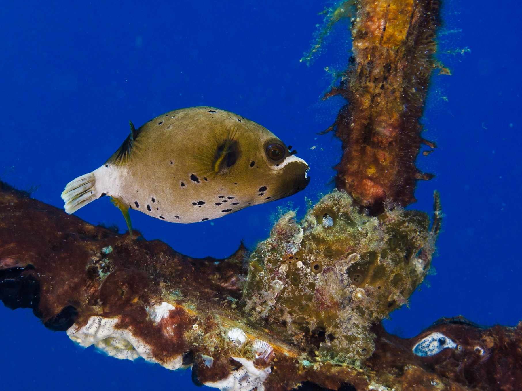 Blackspotted Puffer and Painted Frogfish