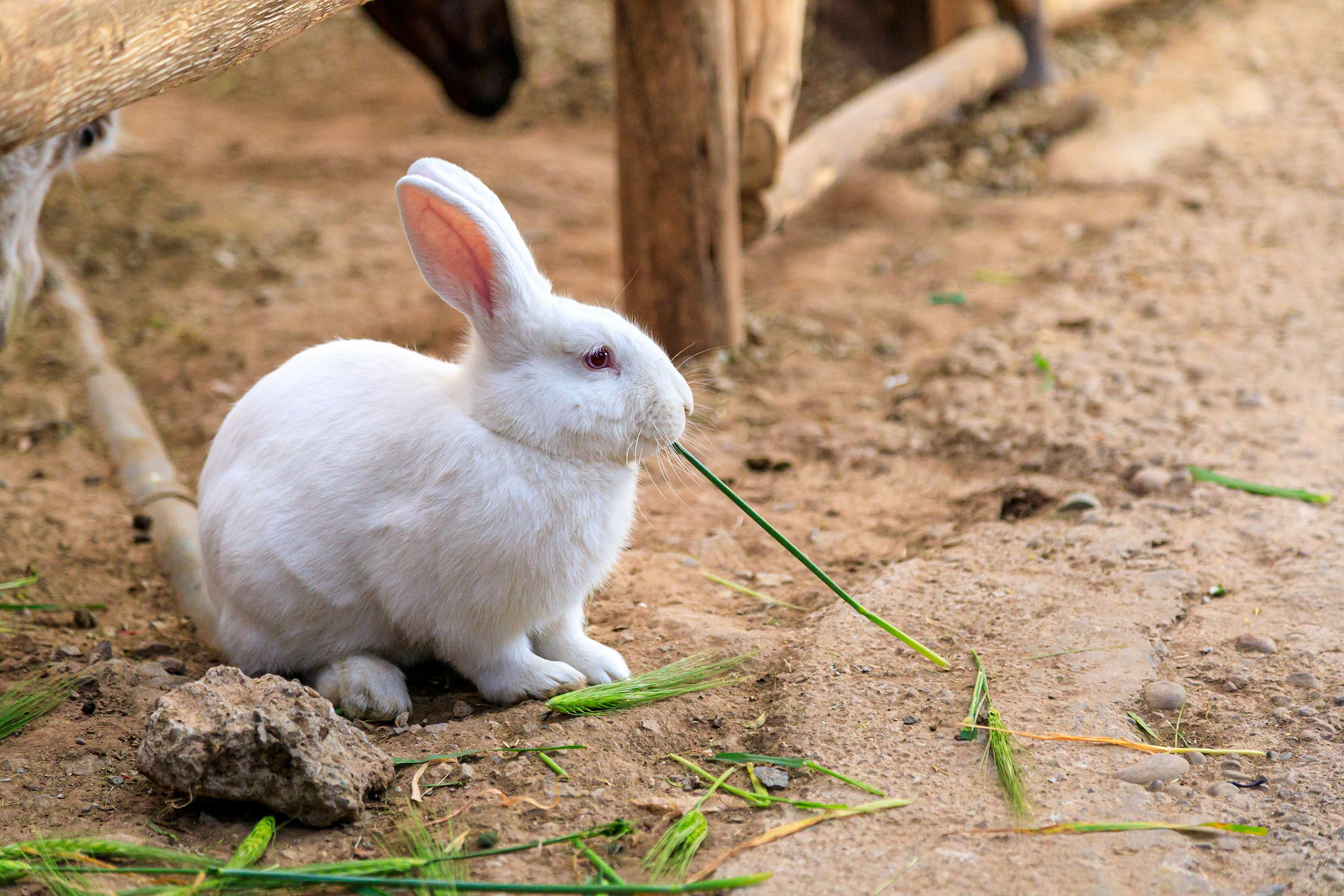 European Rabbit
