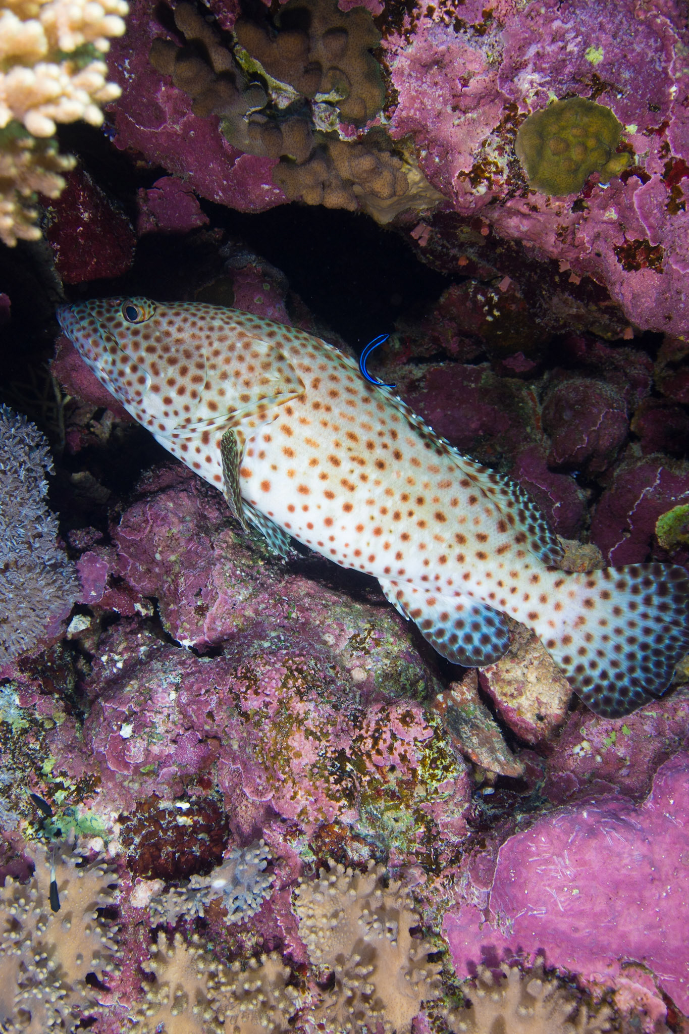 Greasy Grouper and Fourline Wrasse