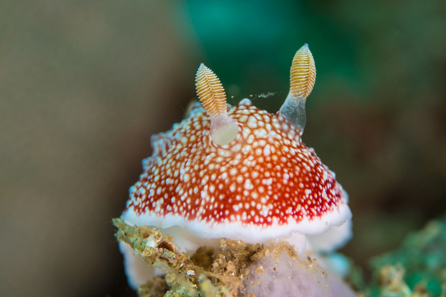 Goniobranchus reticulatus