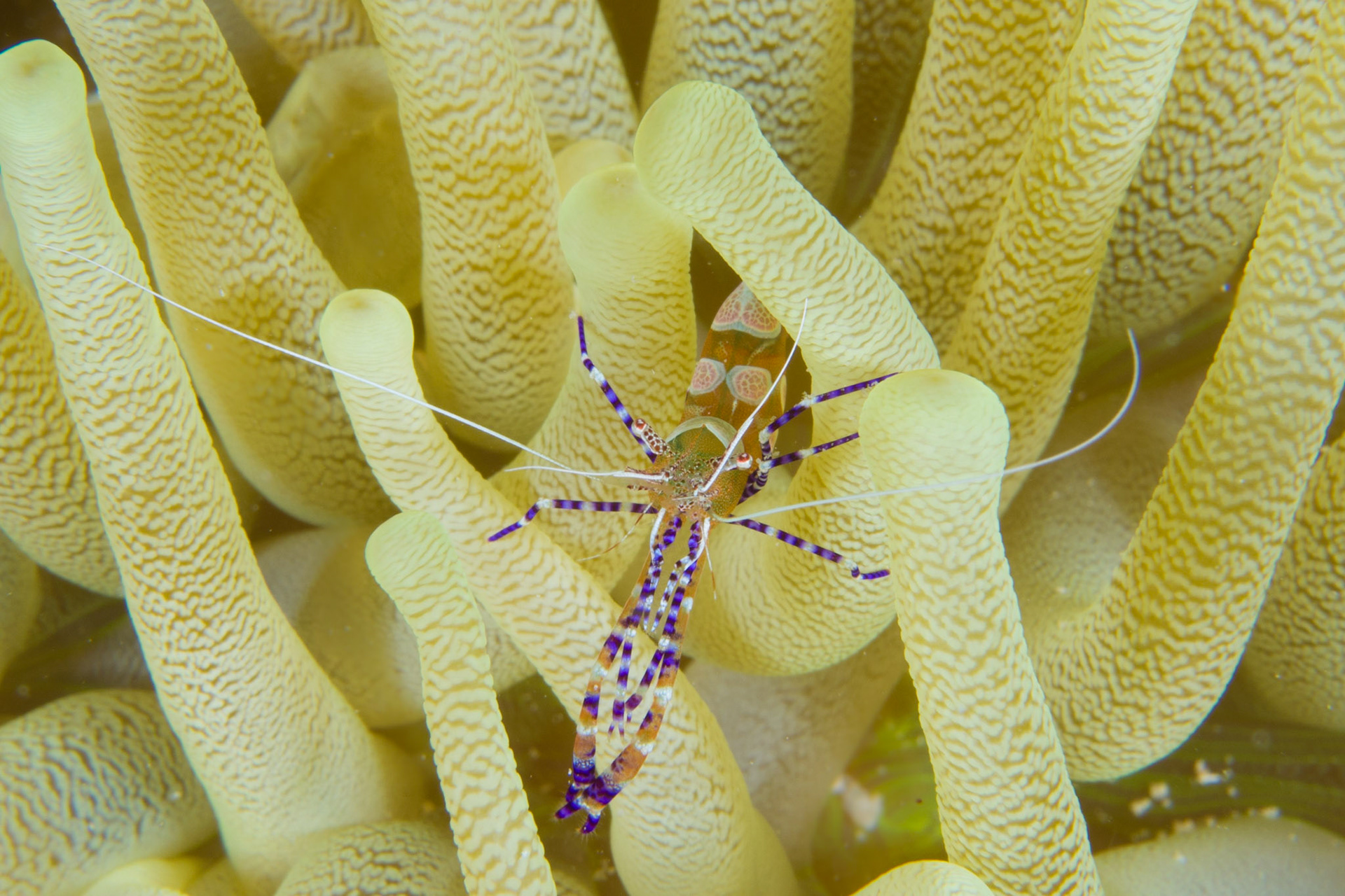 Spotted Cleaner Shrimp and Giant Anemone - Bonaire