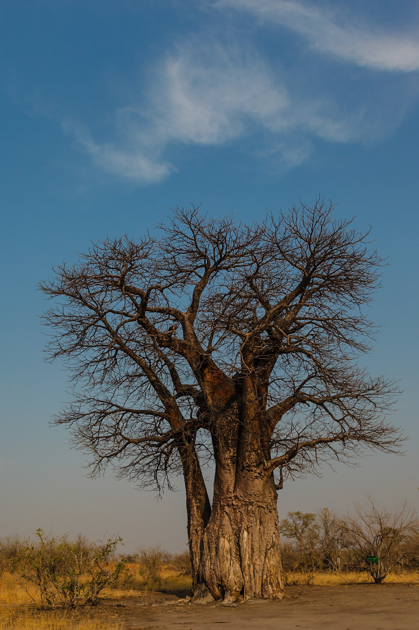 Baobob tree in Savuti NP, Botswana