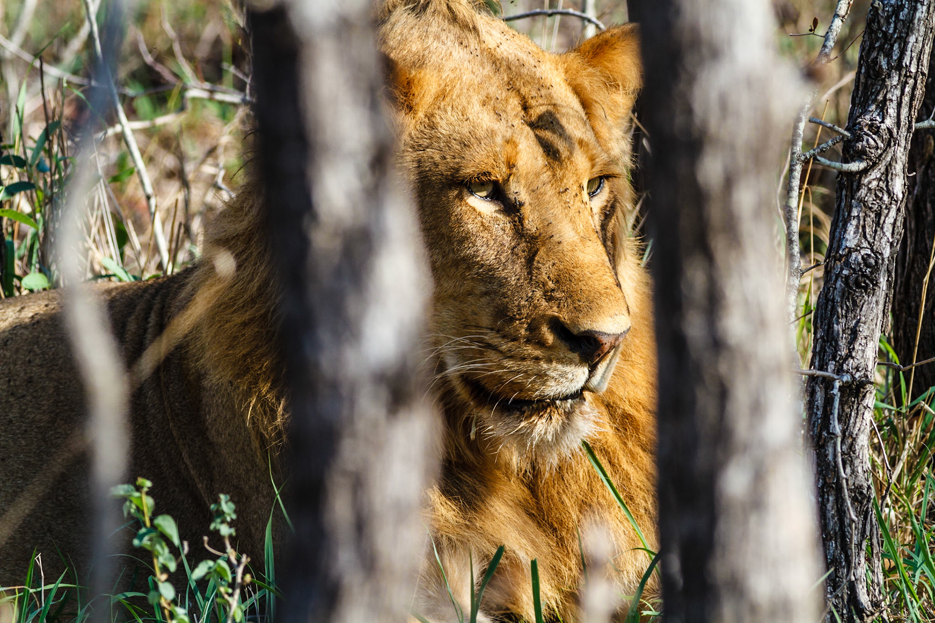 Lion