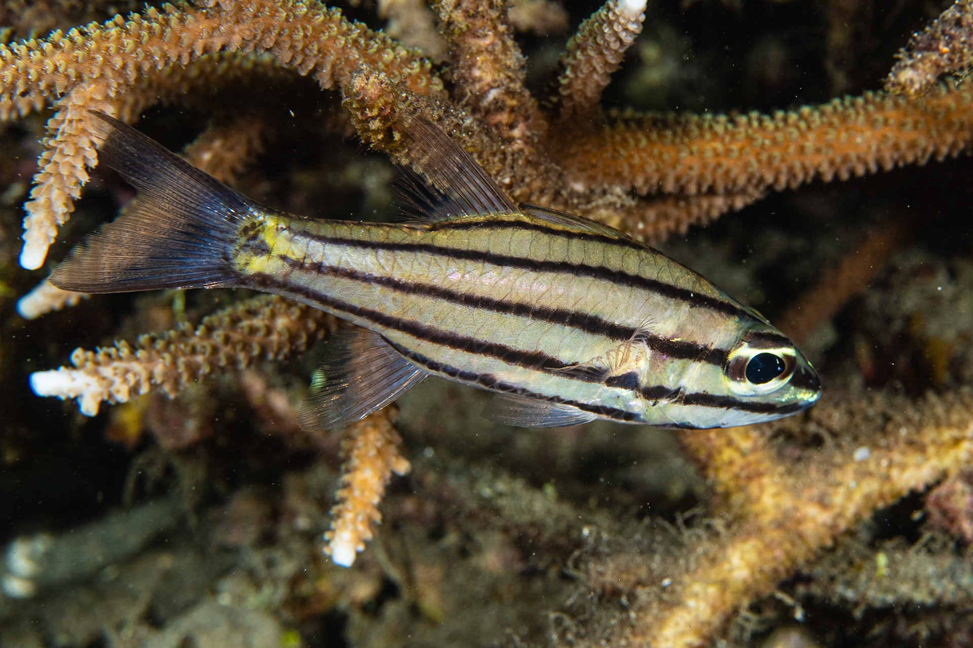 Toothy Cardinalfish