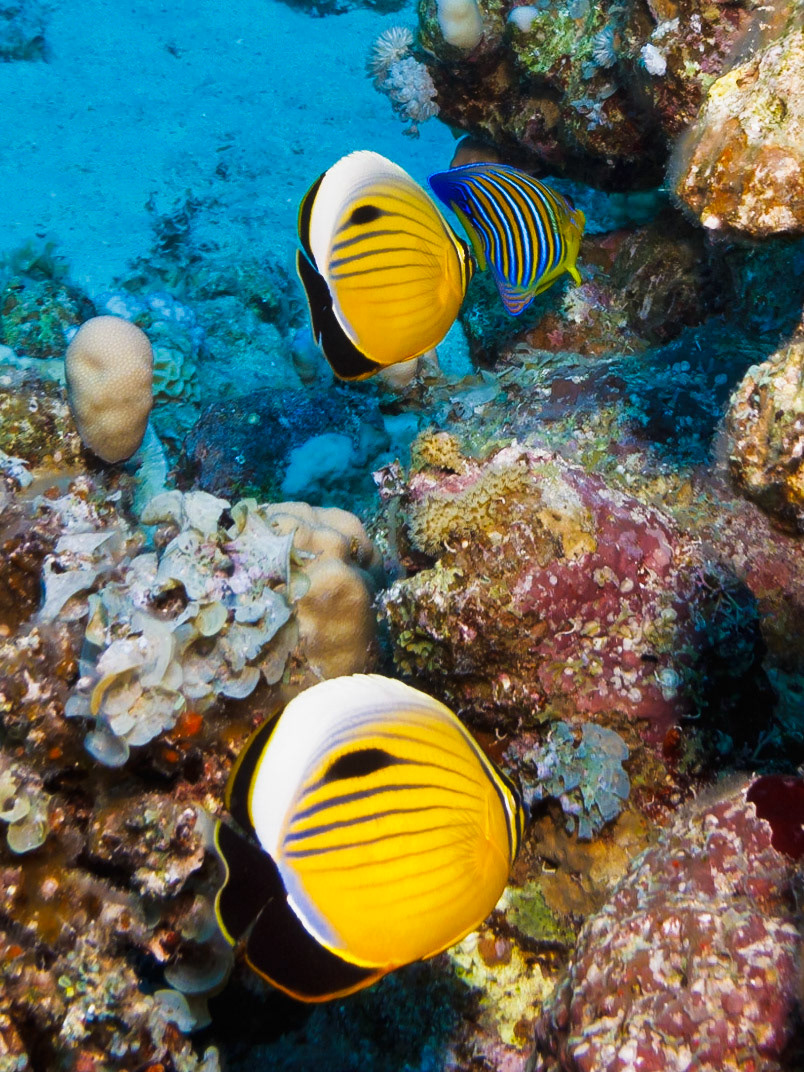 Exquisite Butterflyfish
