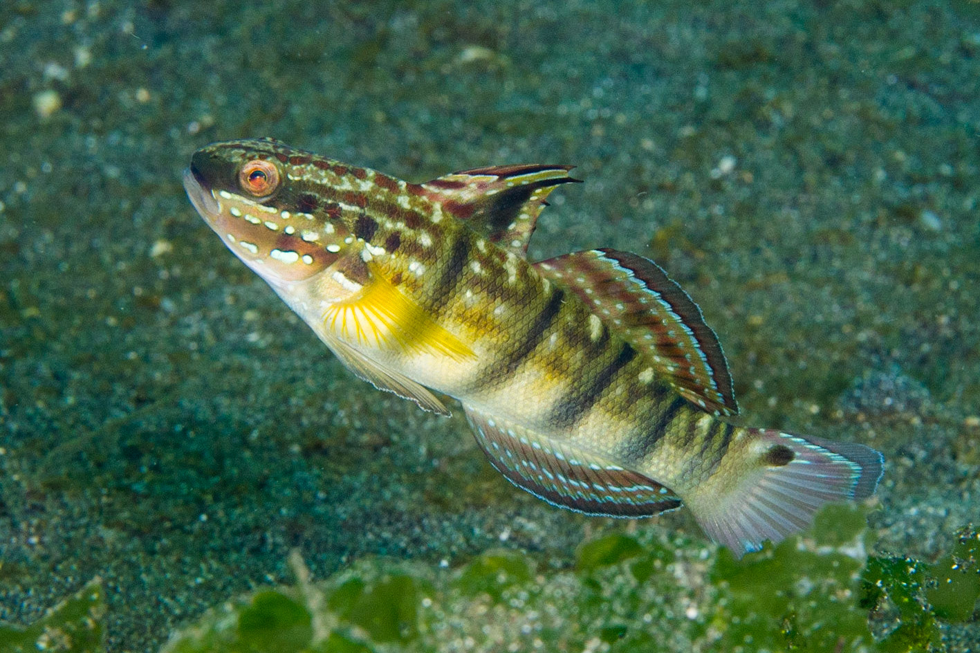 Banded Goby