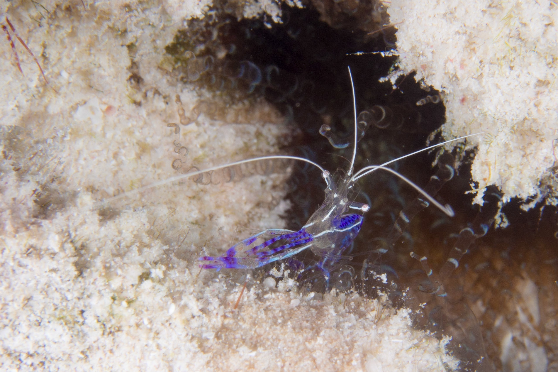 Pederson Cleaner Shrimp