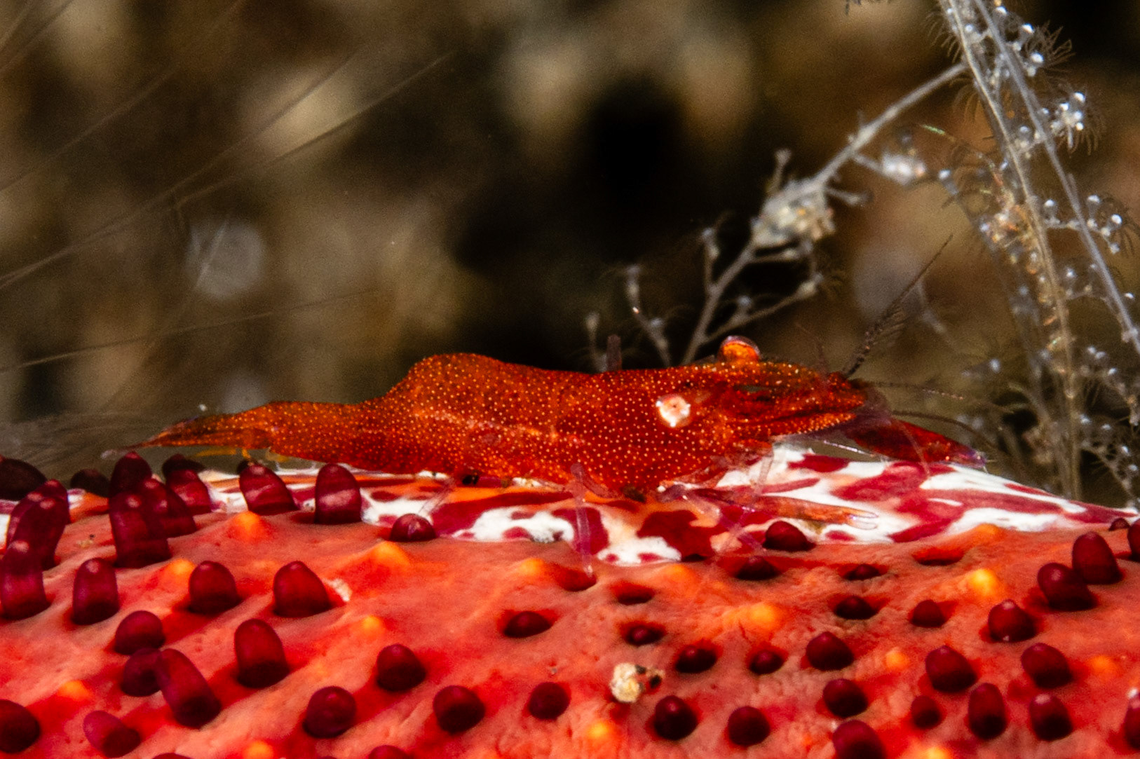 Sea Star Shrimp, Creeping Comb Jelly, Luzon Sea Star
