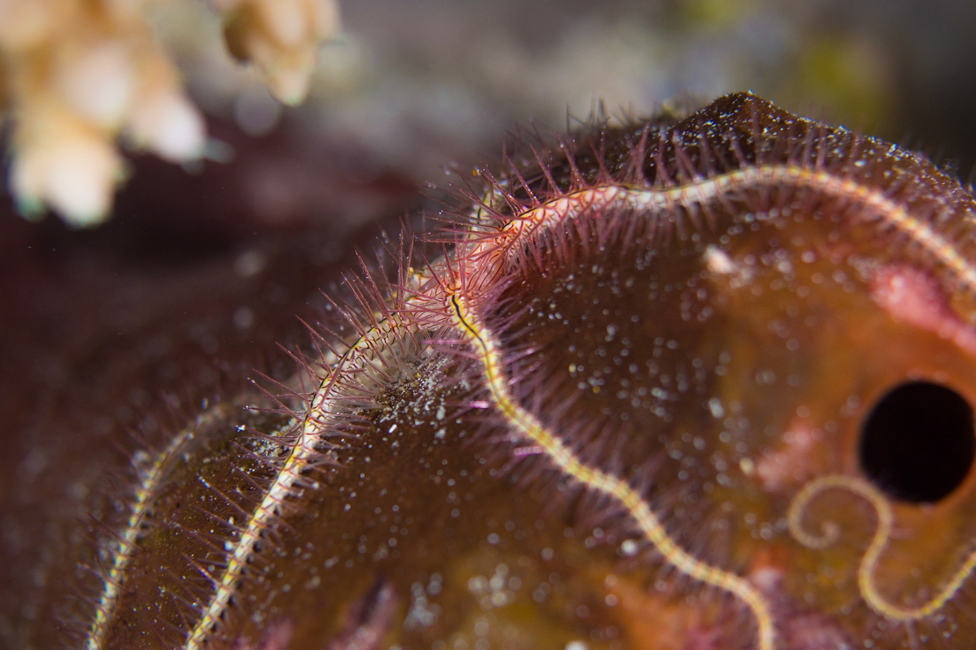 Savigny's Brittle Star