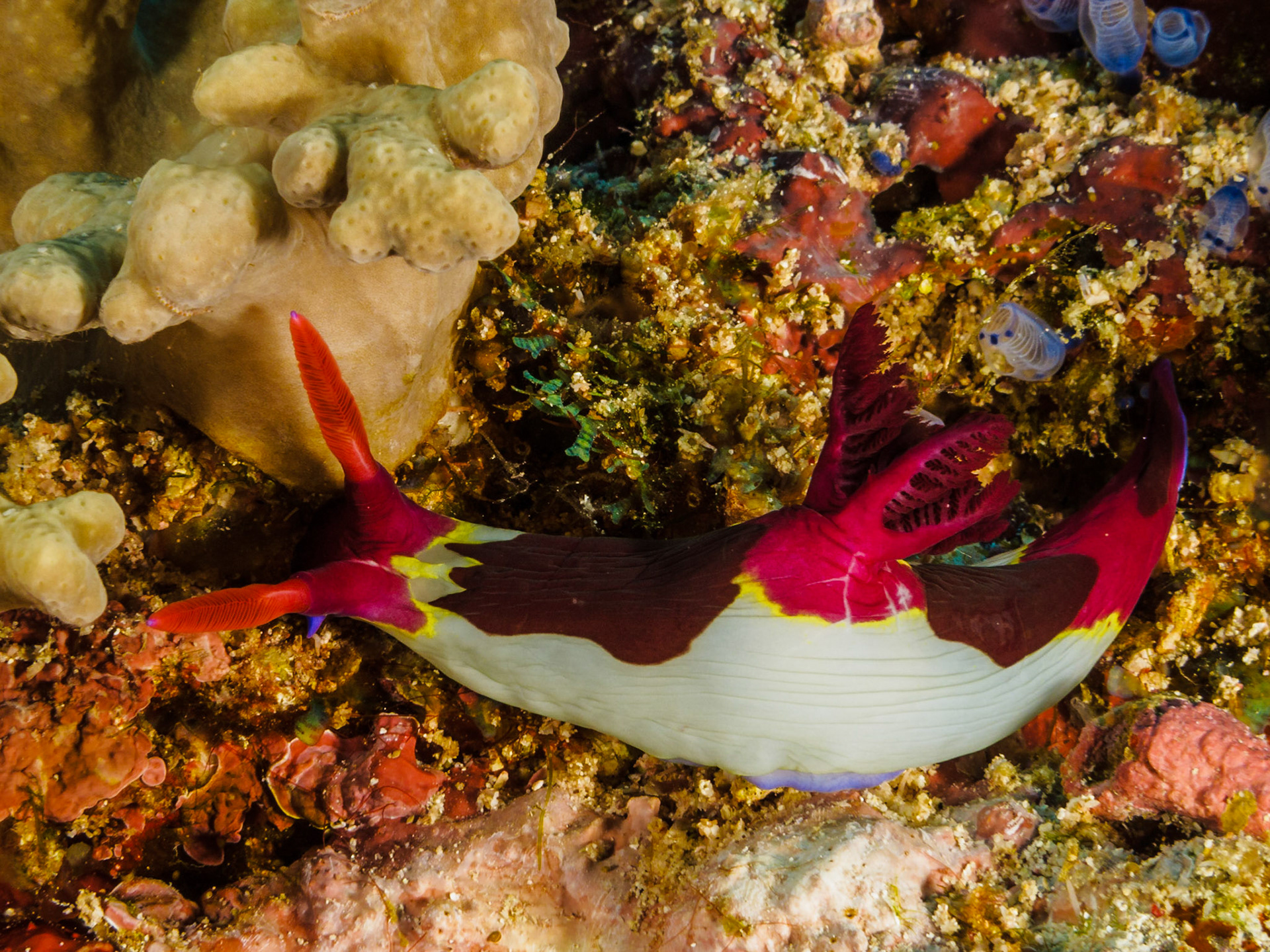 Nemobratha chamberlaini