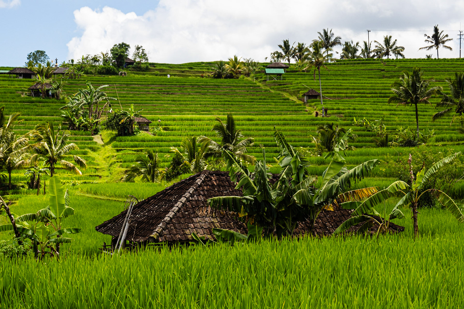 Jatiluwih rice terraces