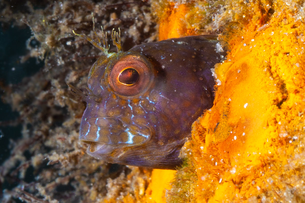 Seaweed Blenny