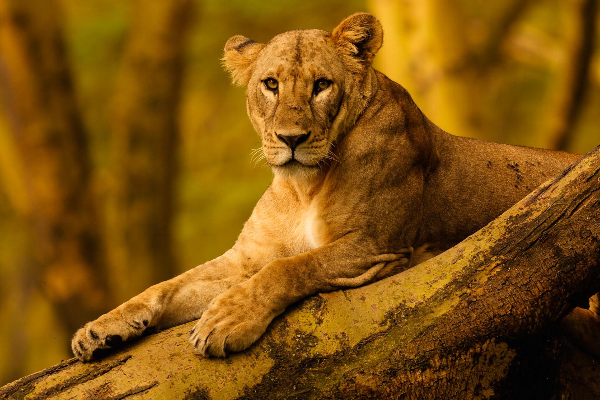 Tree climbing lioness at Nakuru NP