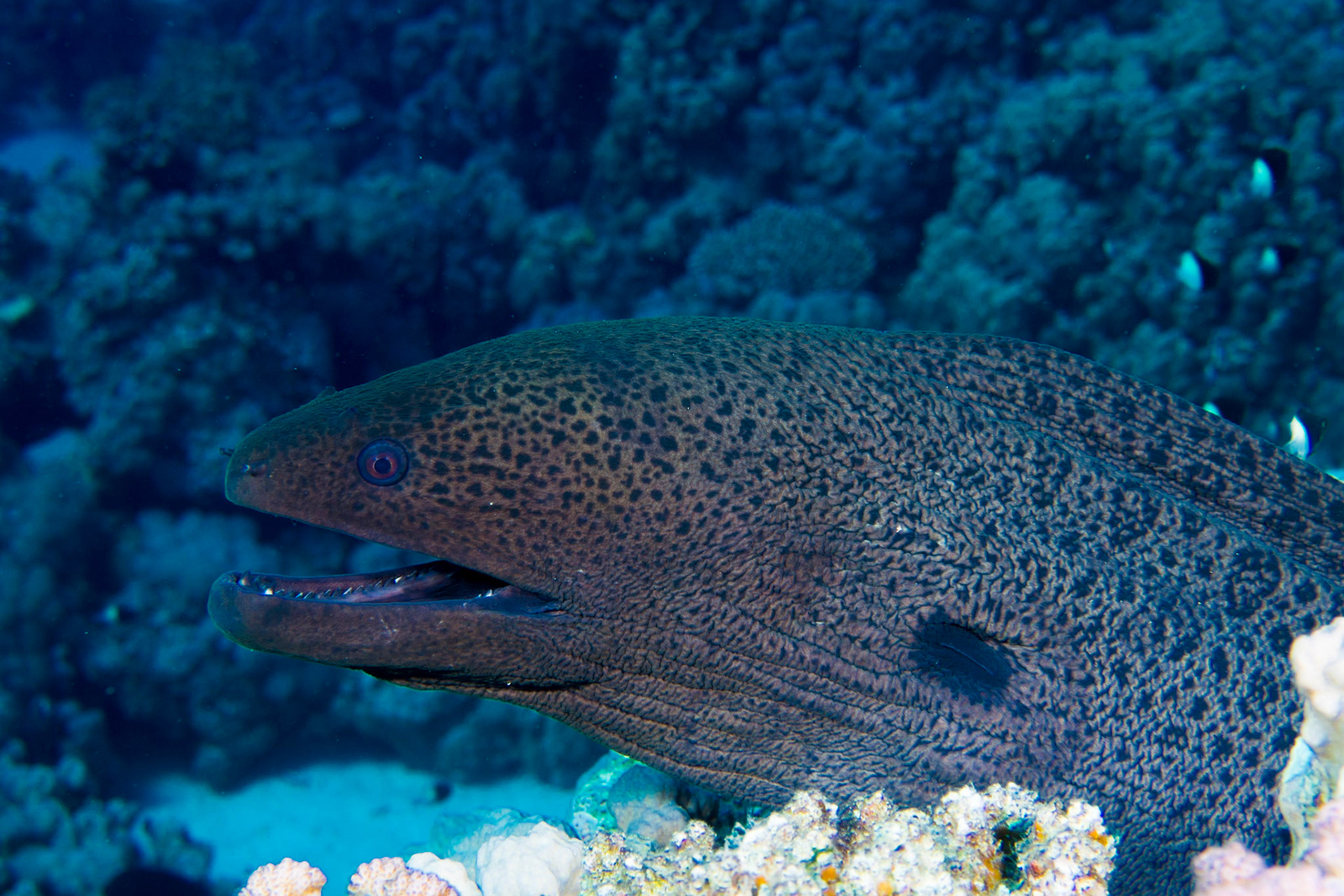 Giant Moray