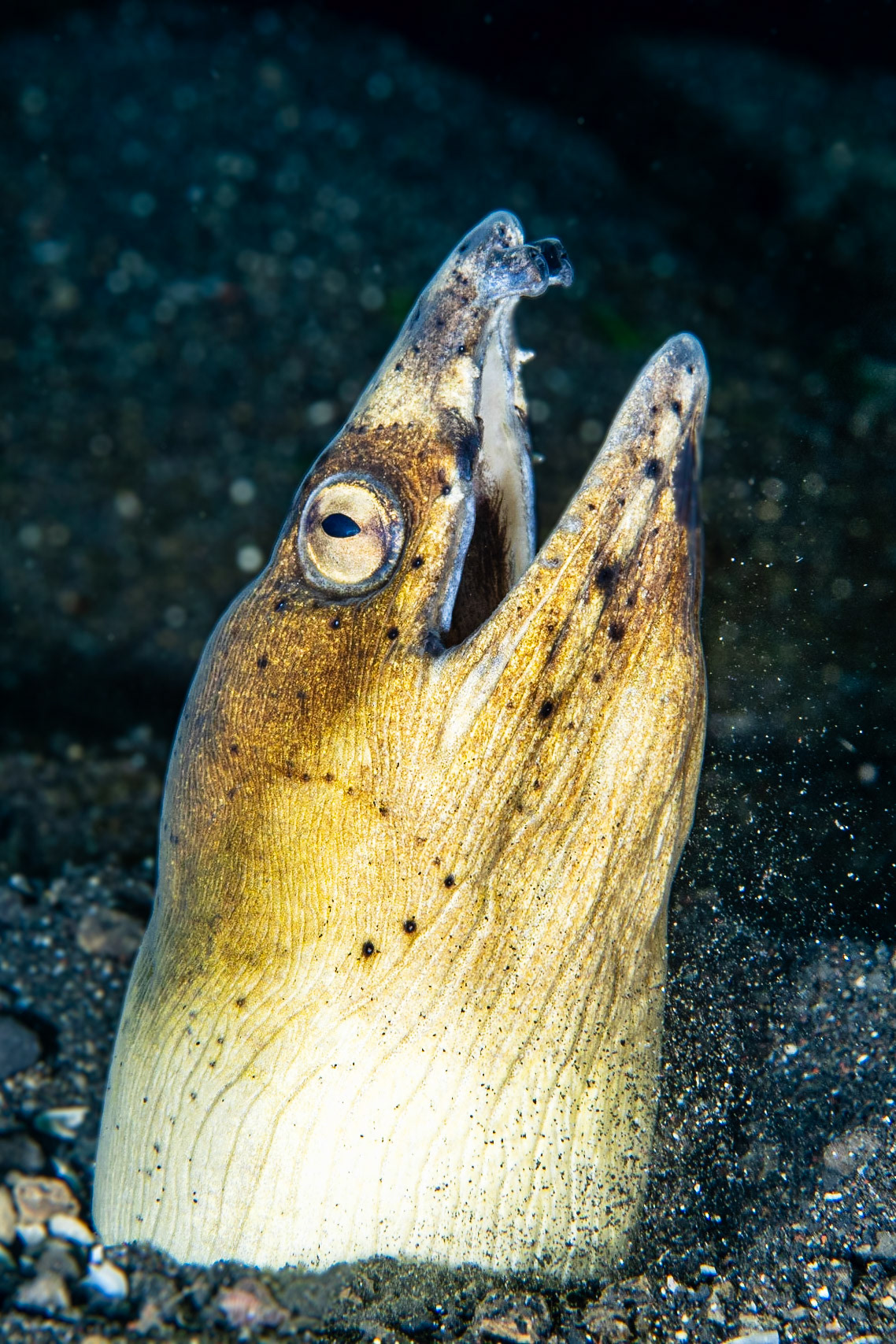 Black-finned Snake Eel