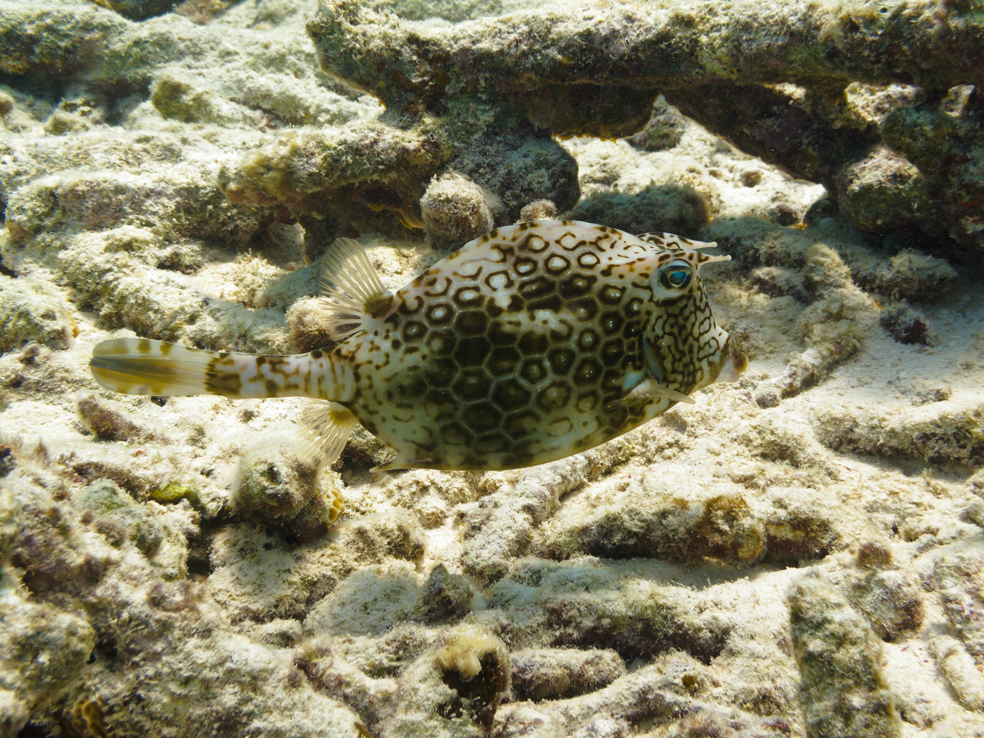 Honeycomb Cowfish