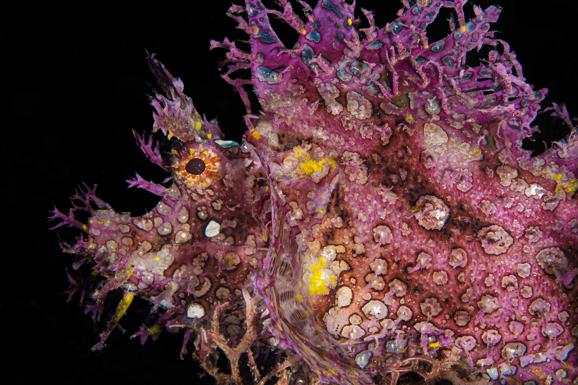 Weedy Scorpionfish
