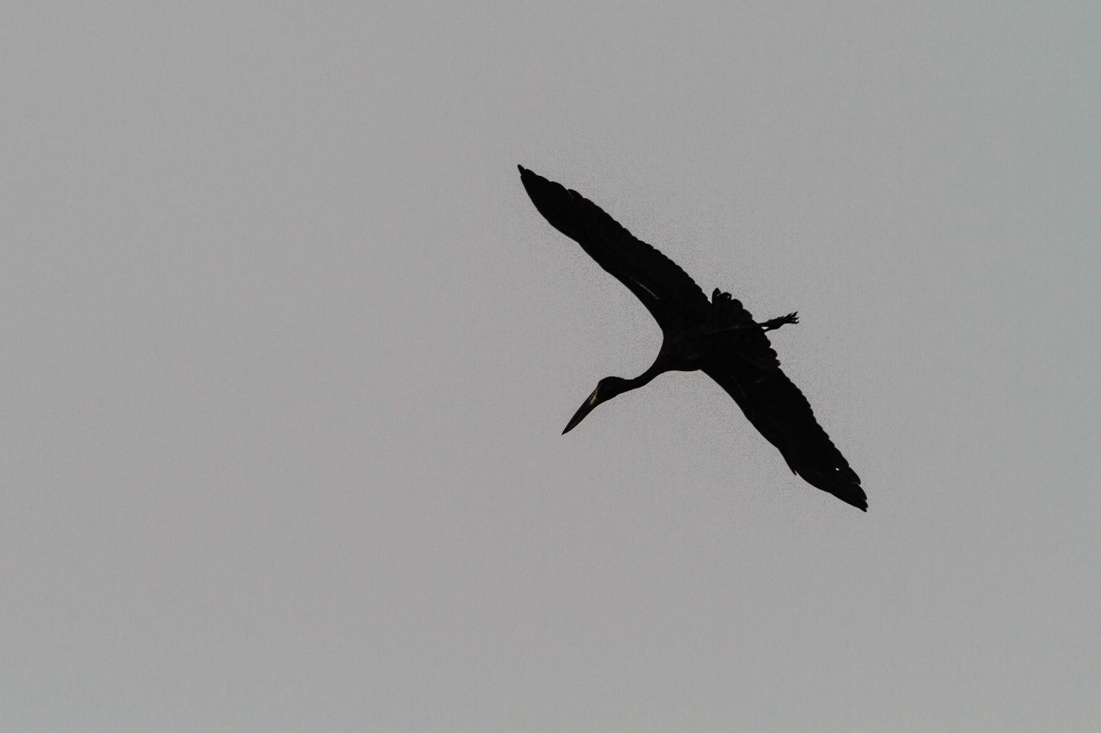 African Openbill