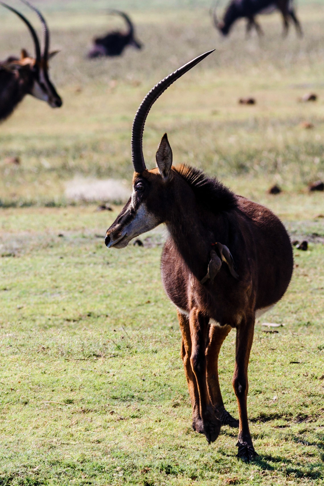 Sable Antelope