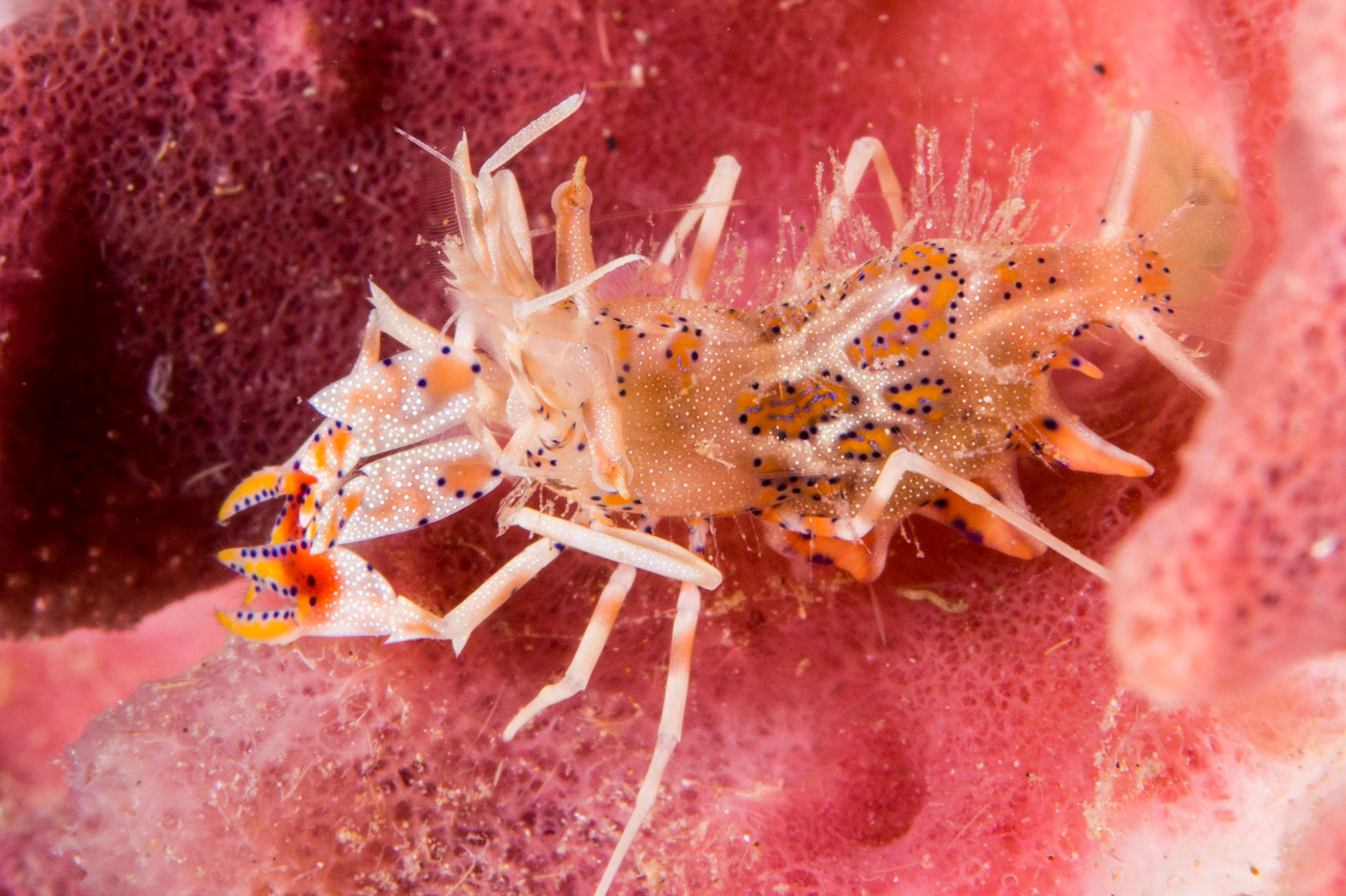 Spiny Tiger Shrimp