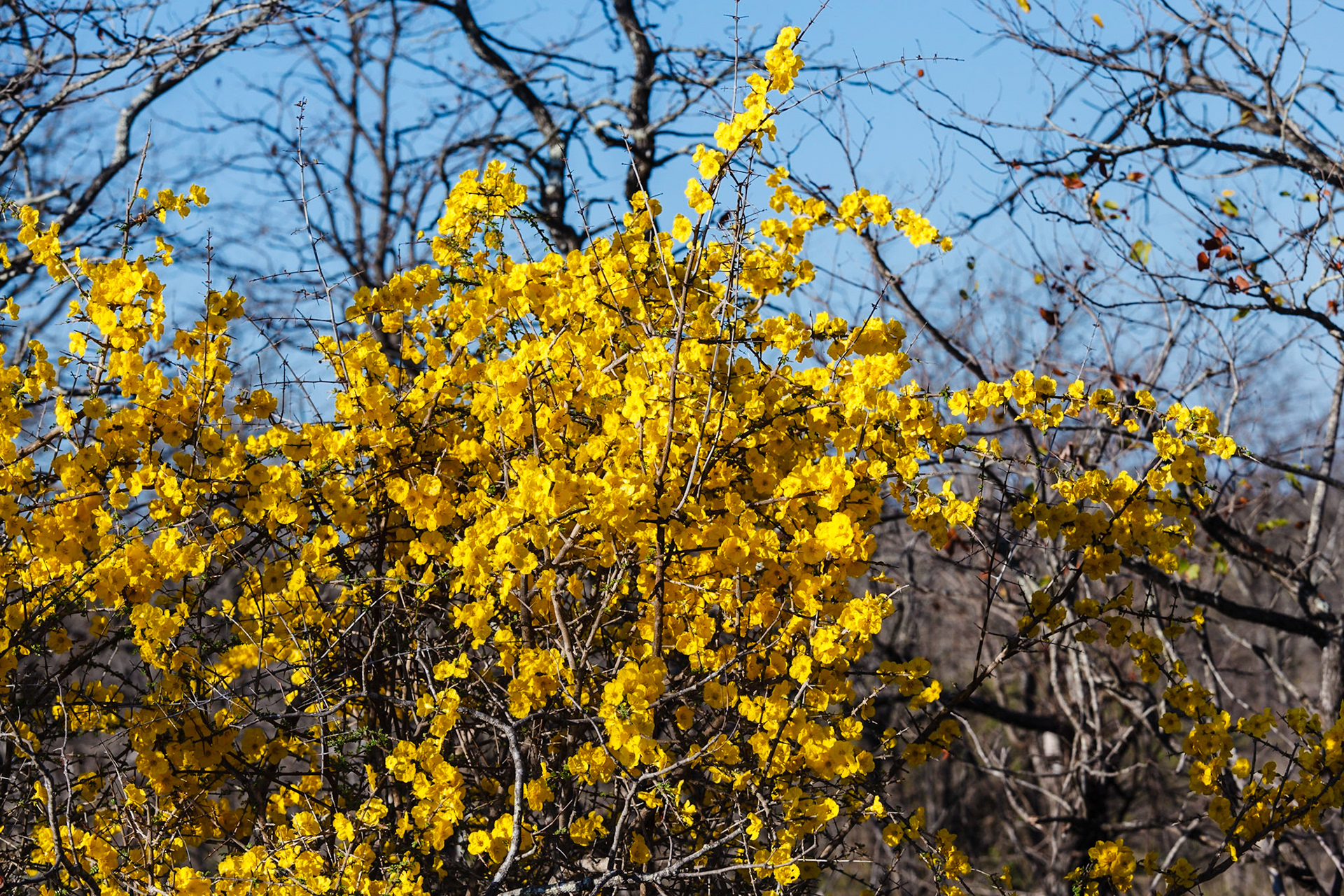 Flowering bush