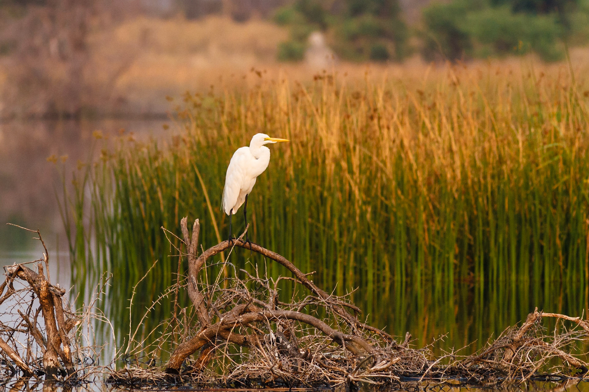 Western Great Egret