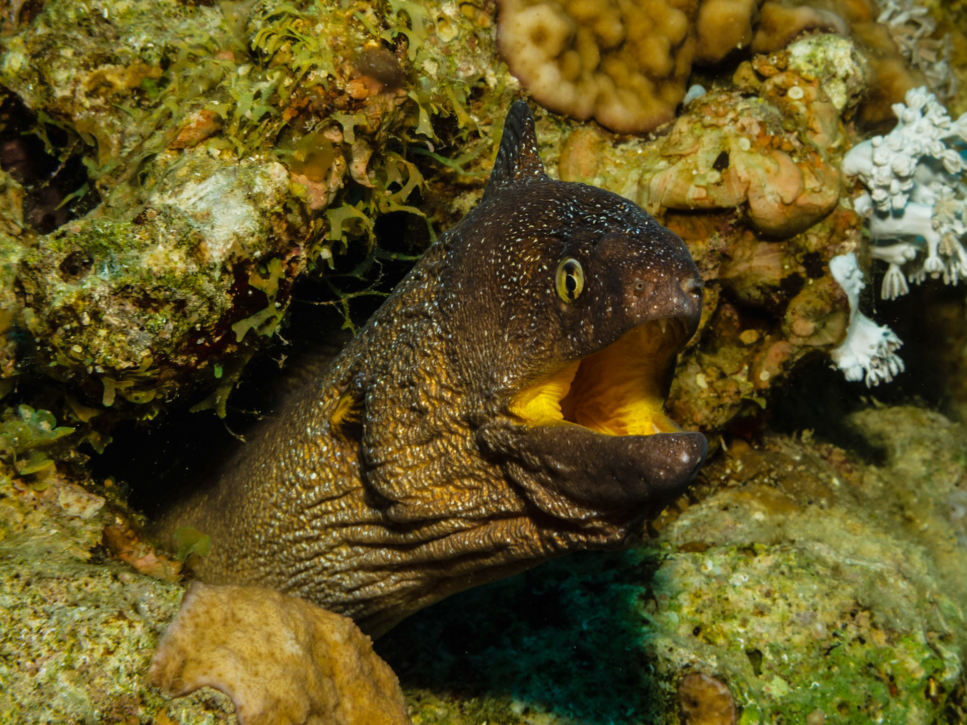 Yellowmouth Moray