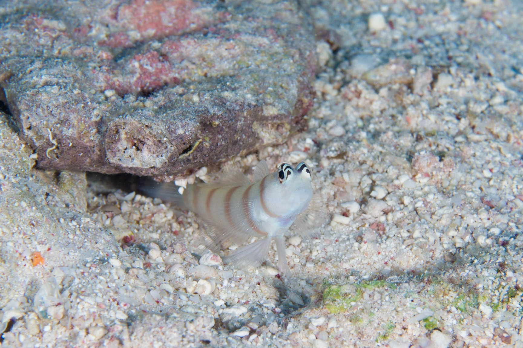 Steinitz' Shrimpgoby