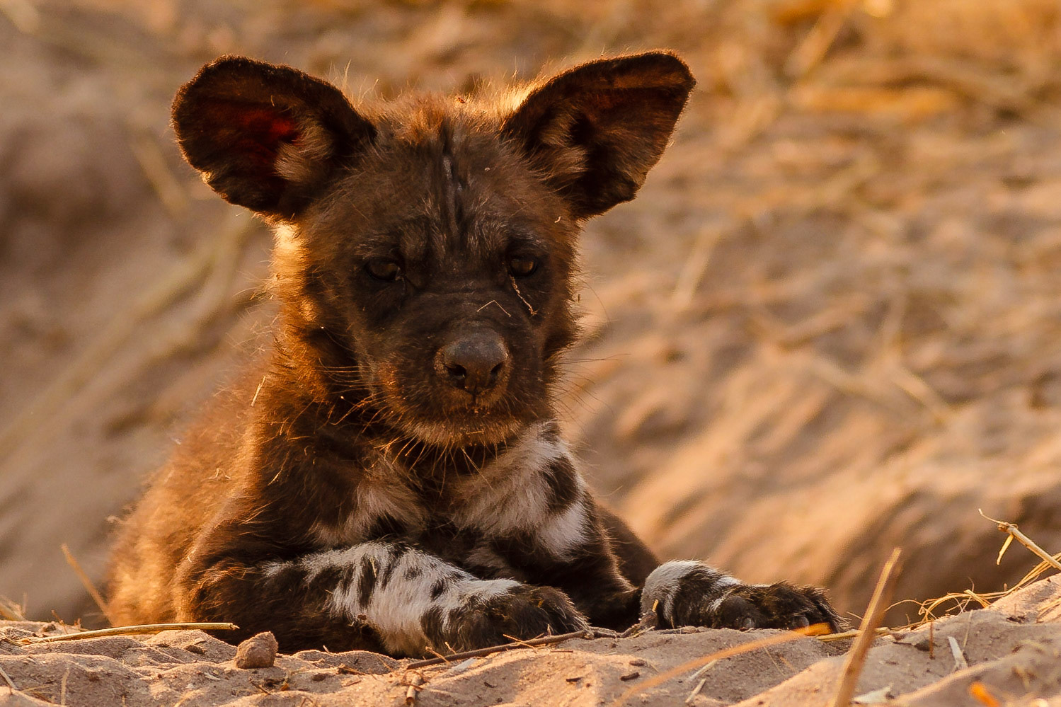 Wild Dog pup in a den in Moremi  Game Reserve. This was my top goal on my 2012 safari and we nailed it the second morning.