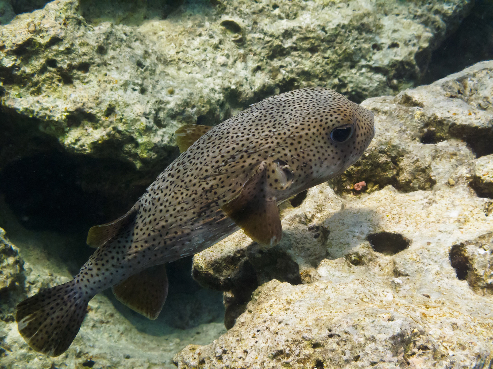 Porcupinefish