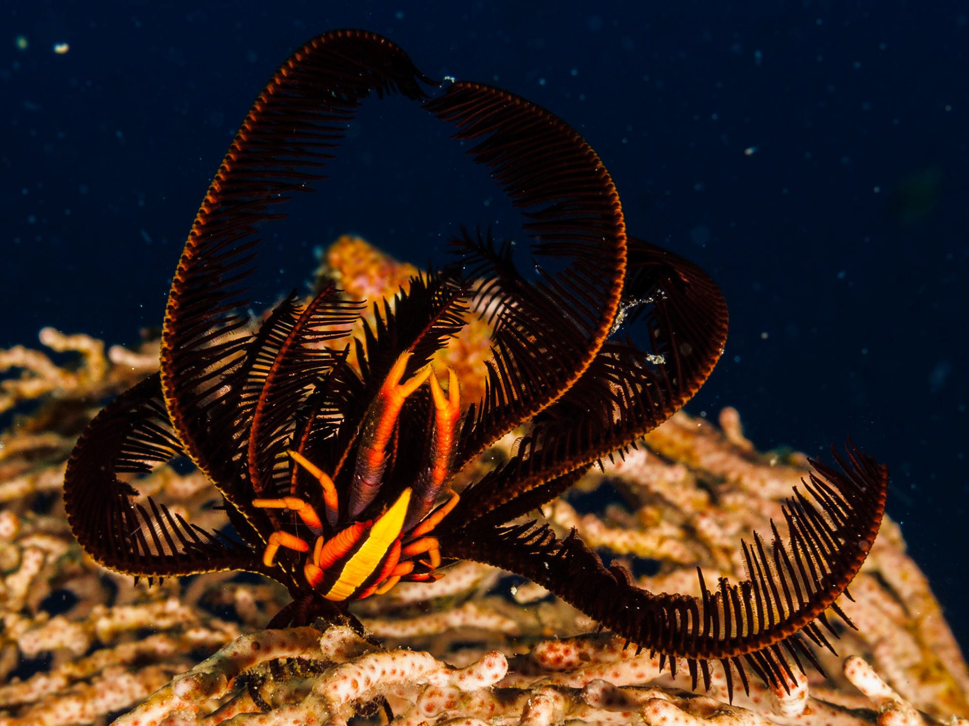 Baba's Crinoid Squat Lobster