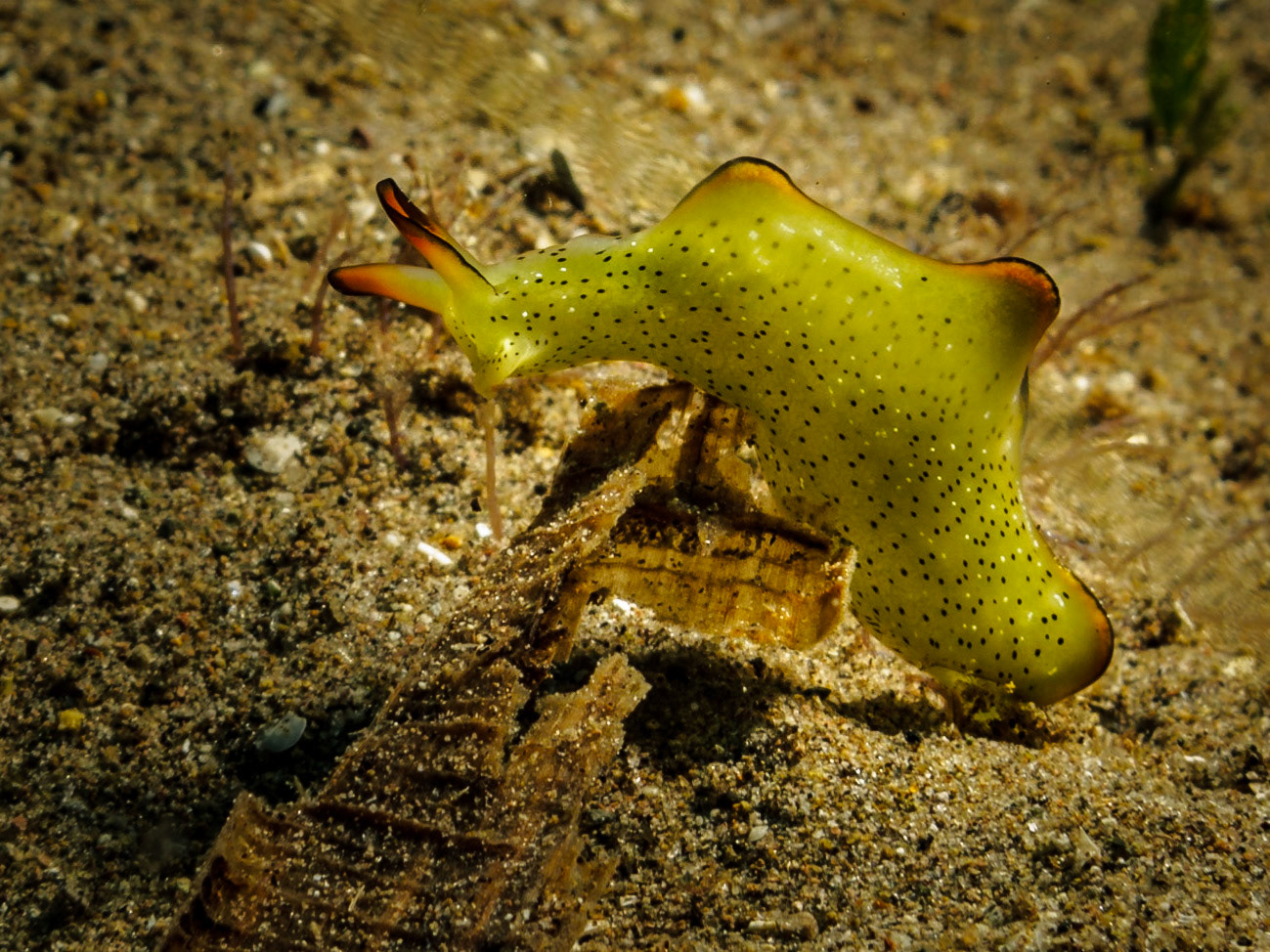Ornate Sapsucking Slug (Elysia ornata)