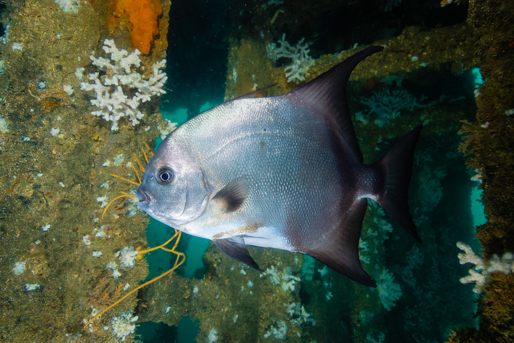 Atlantic Spadefish