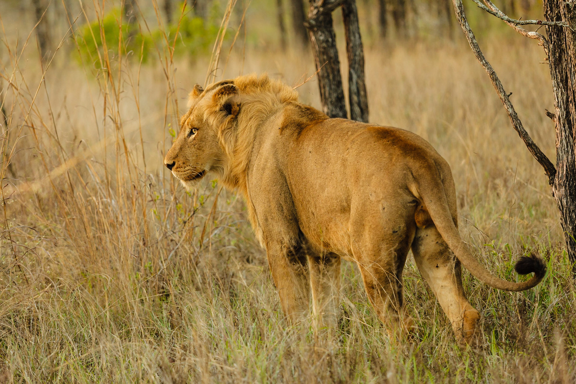 Lion