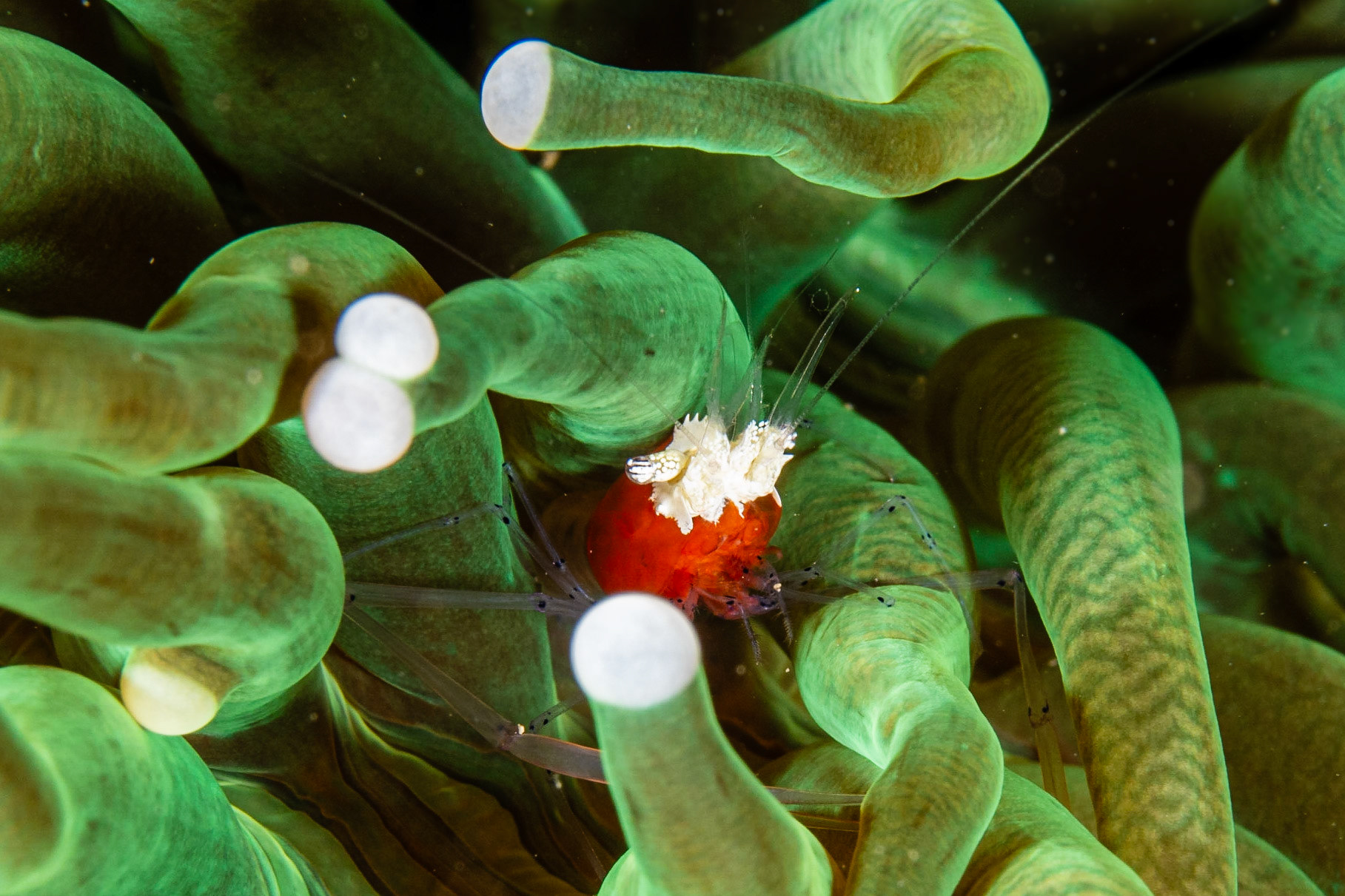 Mushroom Coral Shrimp and Heliofungia actiniformis