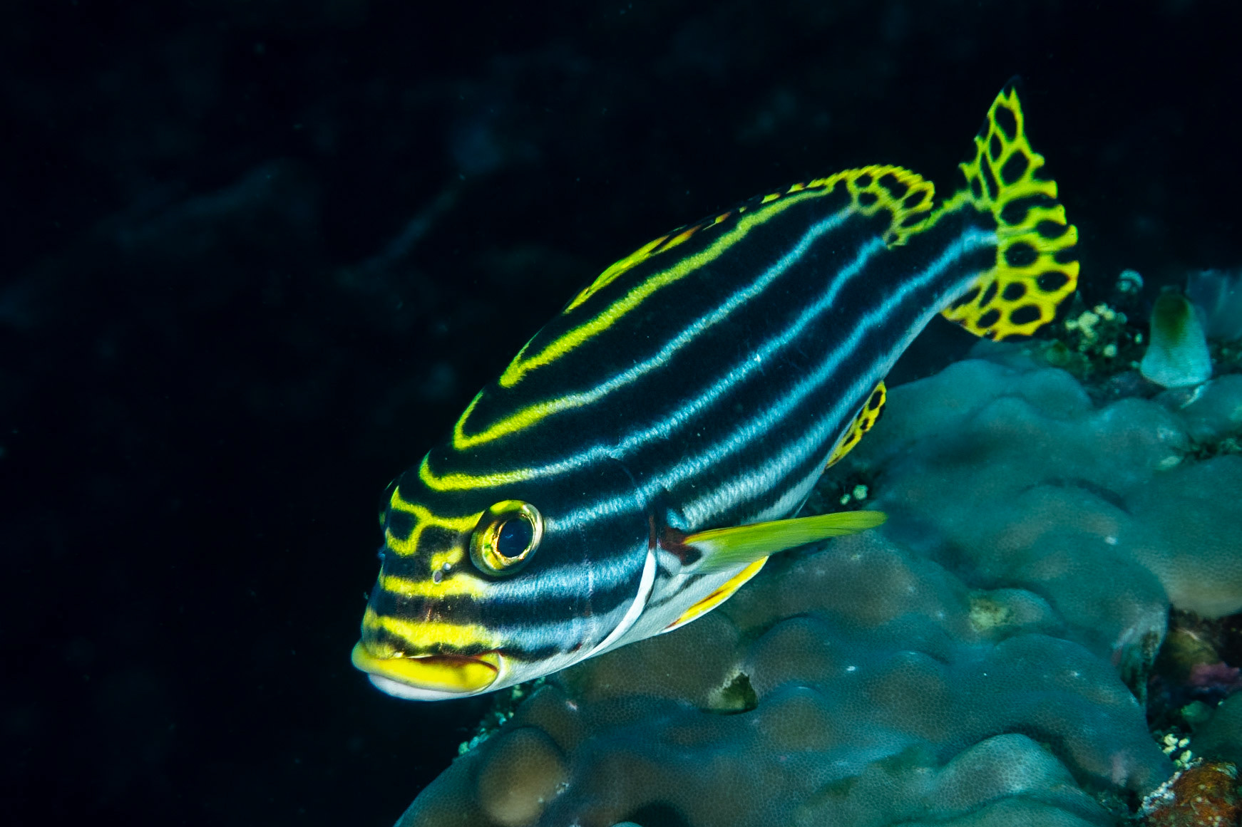 Oriental Sweetlips