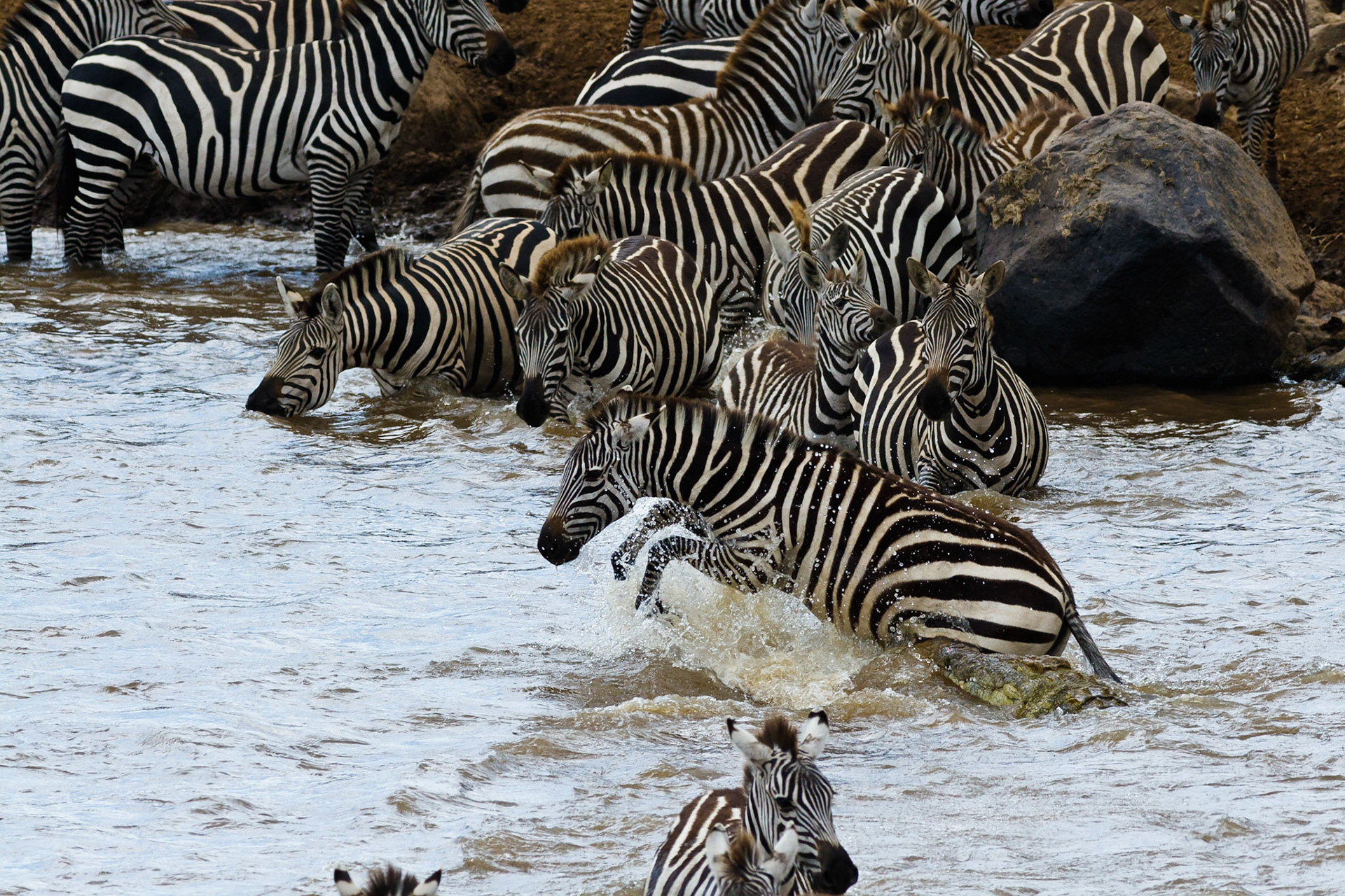 Crocodiles attacking Zebras as they are crossing the Mara River