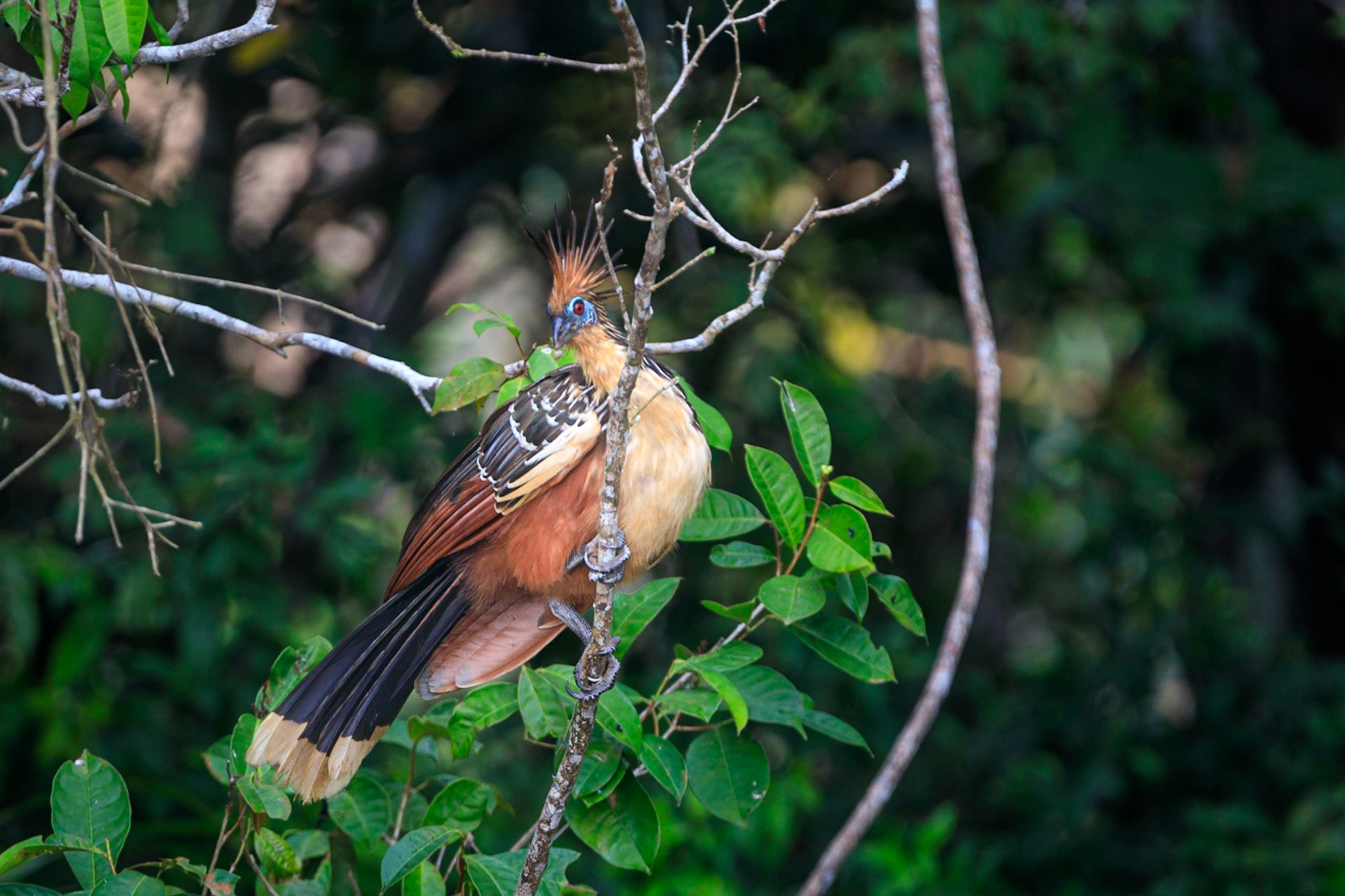 Hoatzin