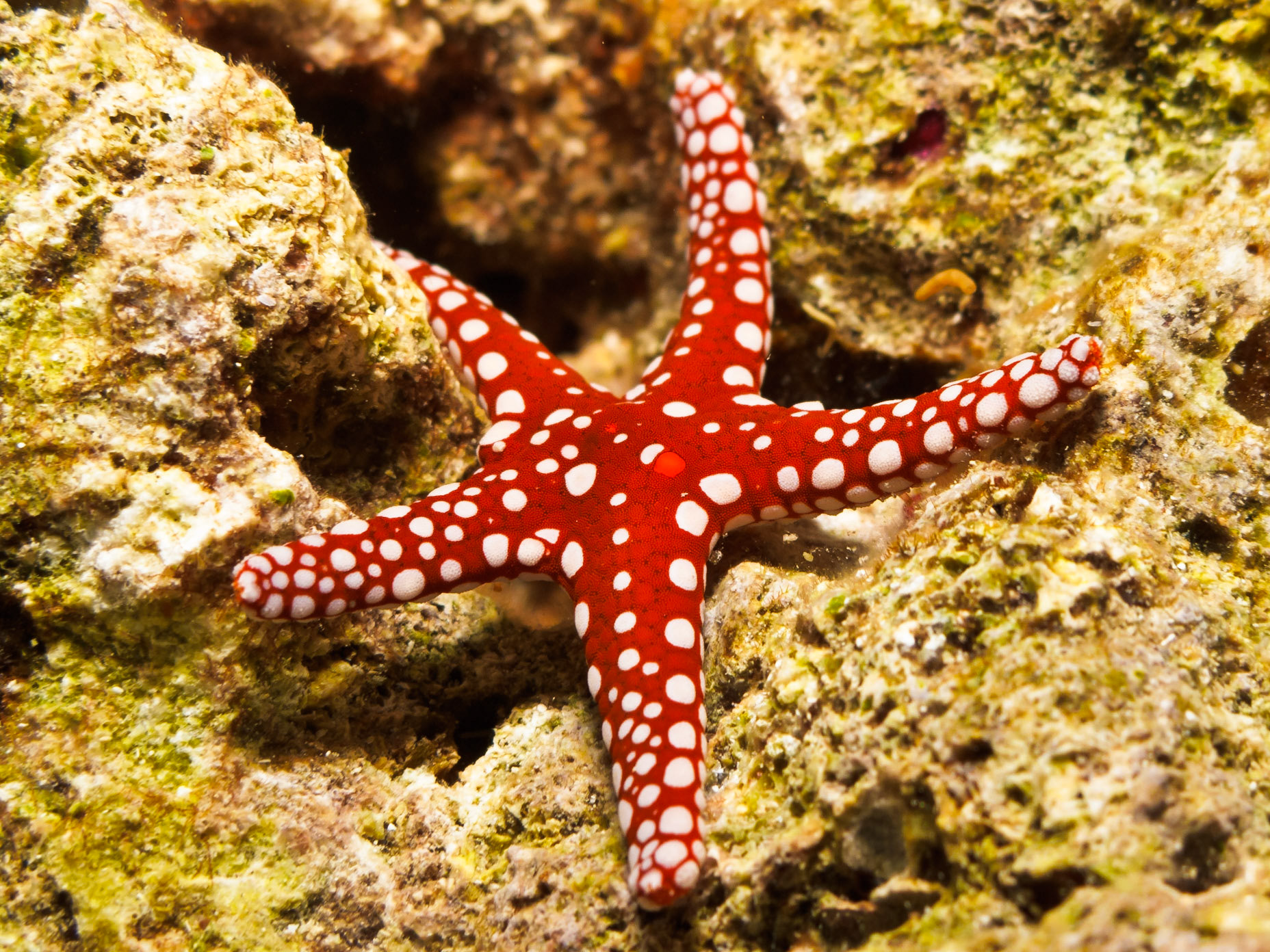 Ghardaqa Sea Star