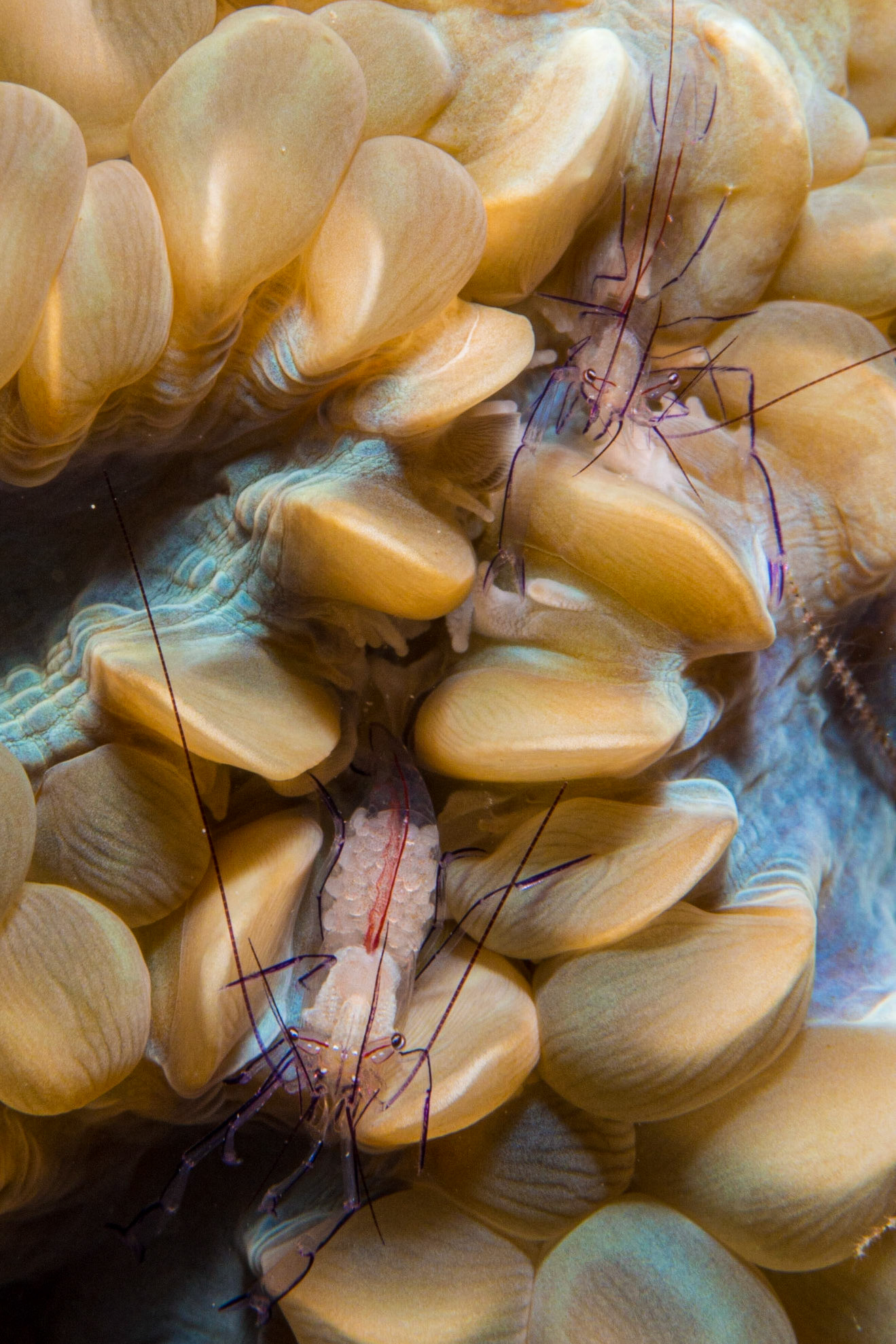 Bubble Coral Shrimp