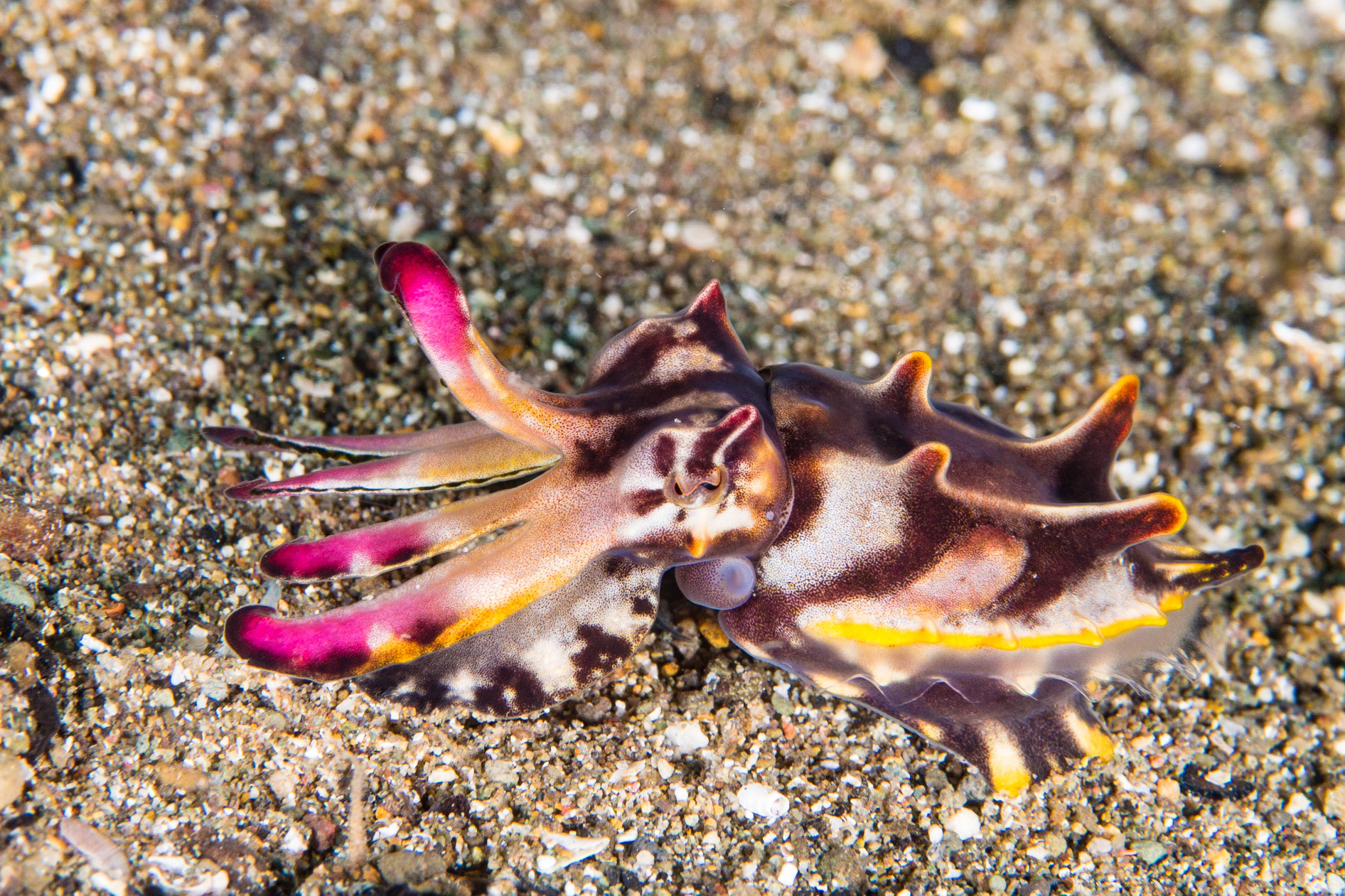 Flamboyant Cuttlefish
