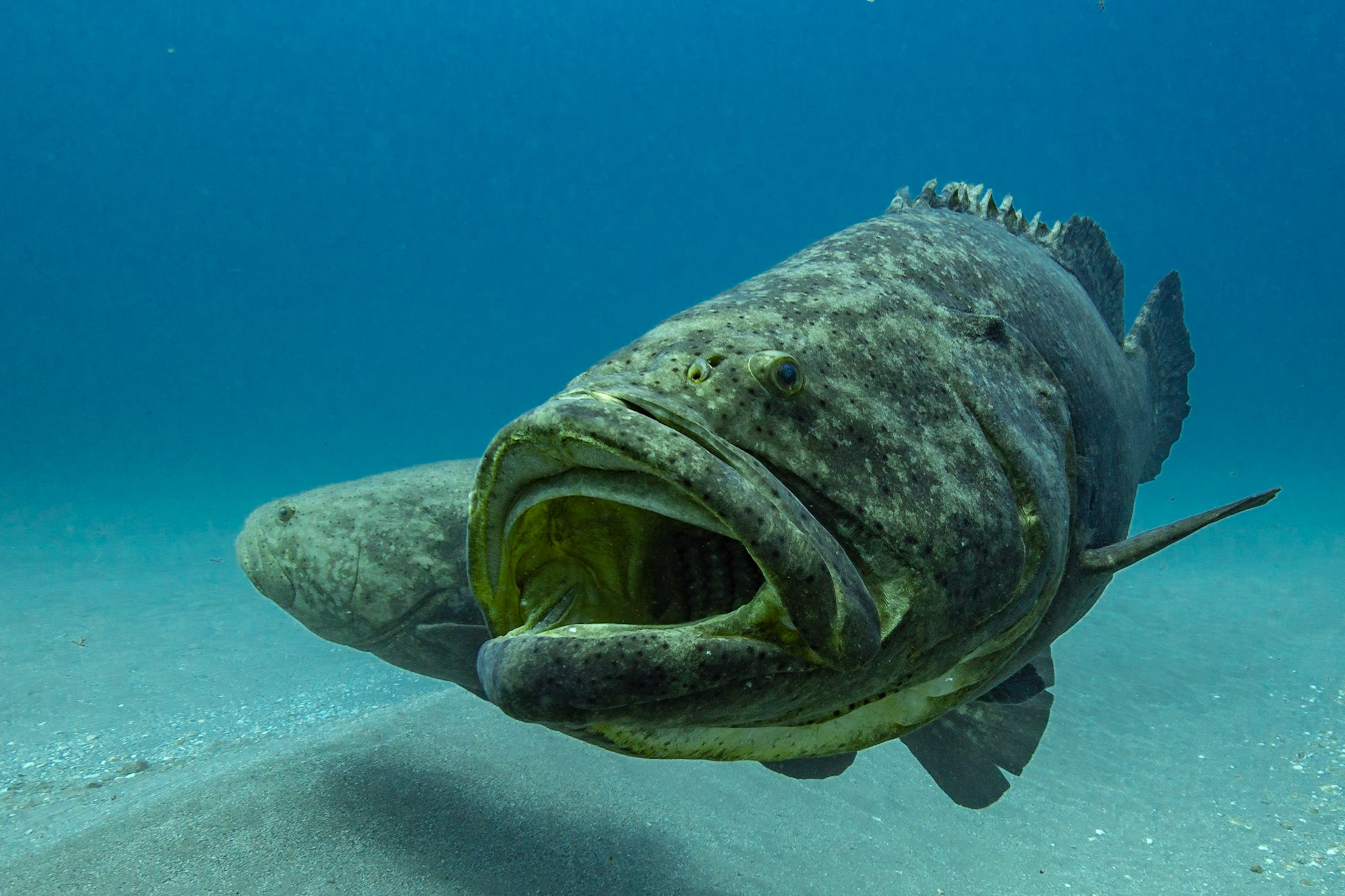 Goliath Grouper