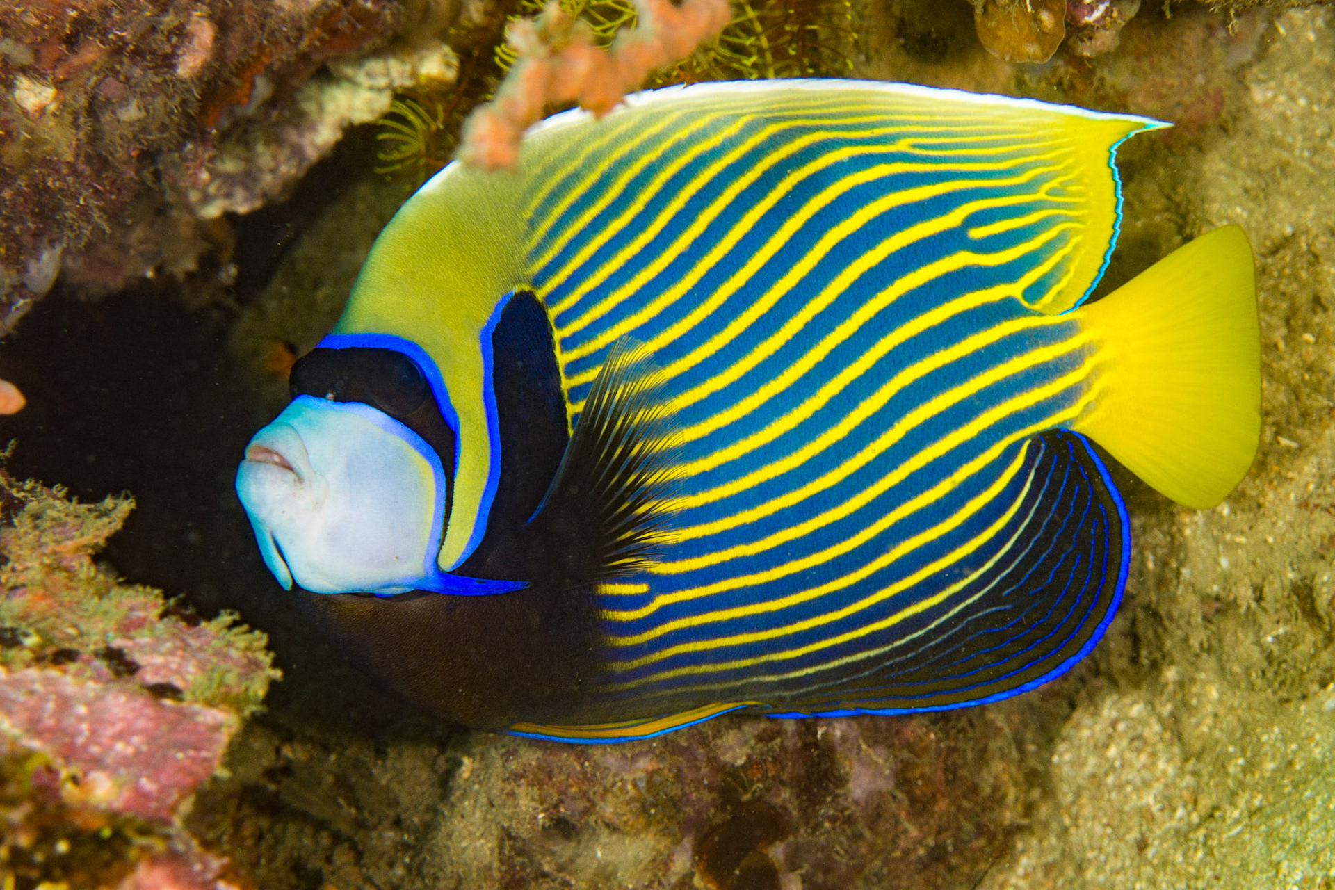 Emperor Angelfish