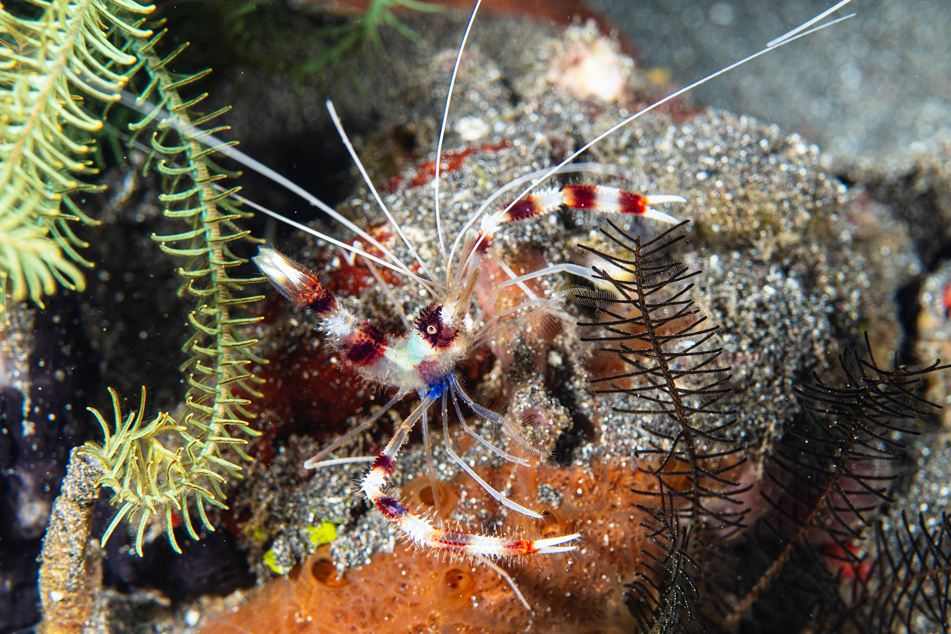 Banded Coral Shrimp