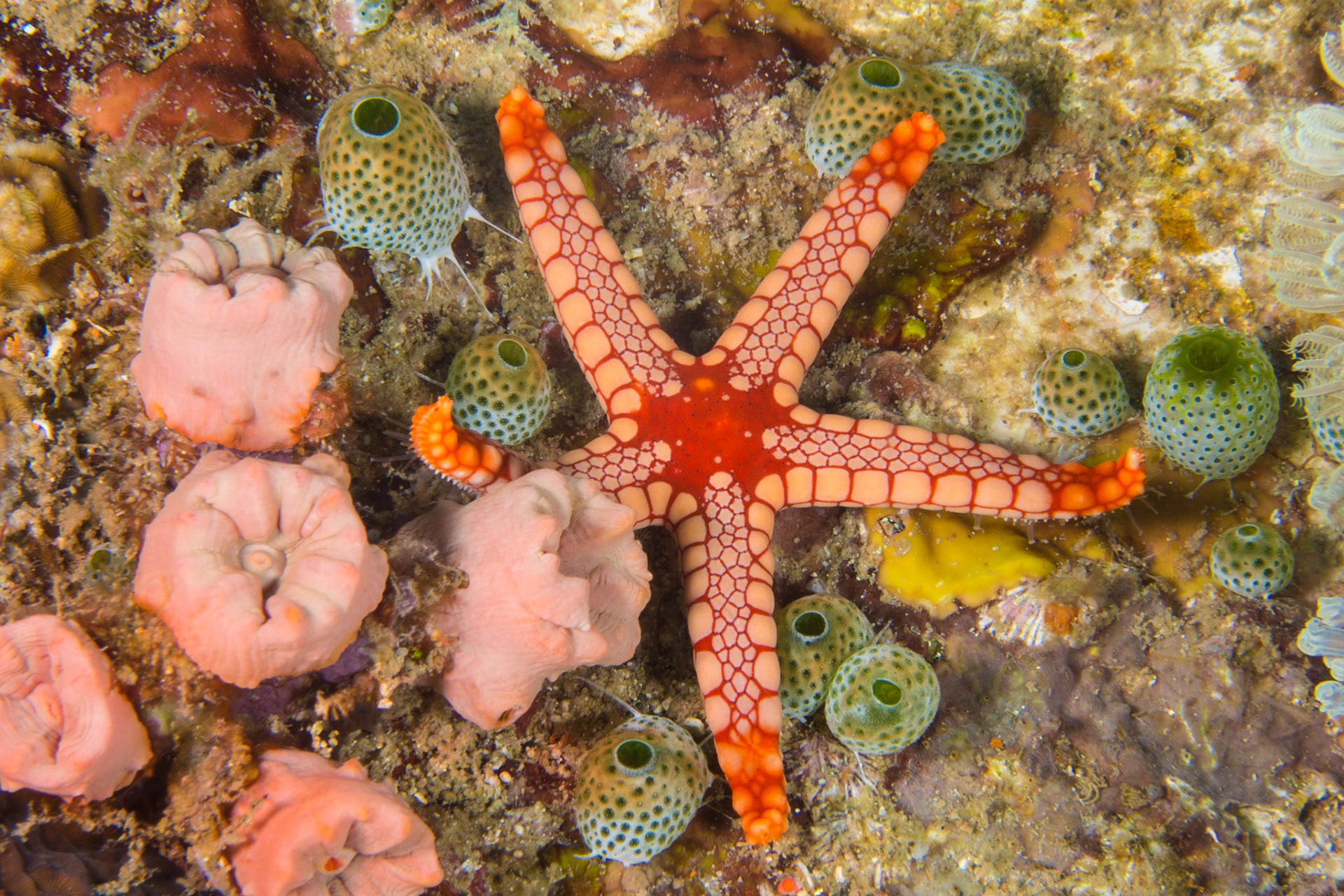 Peppermint Sea Star