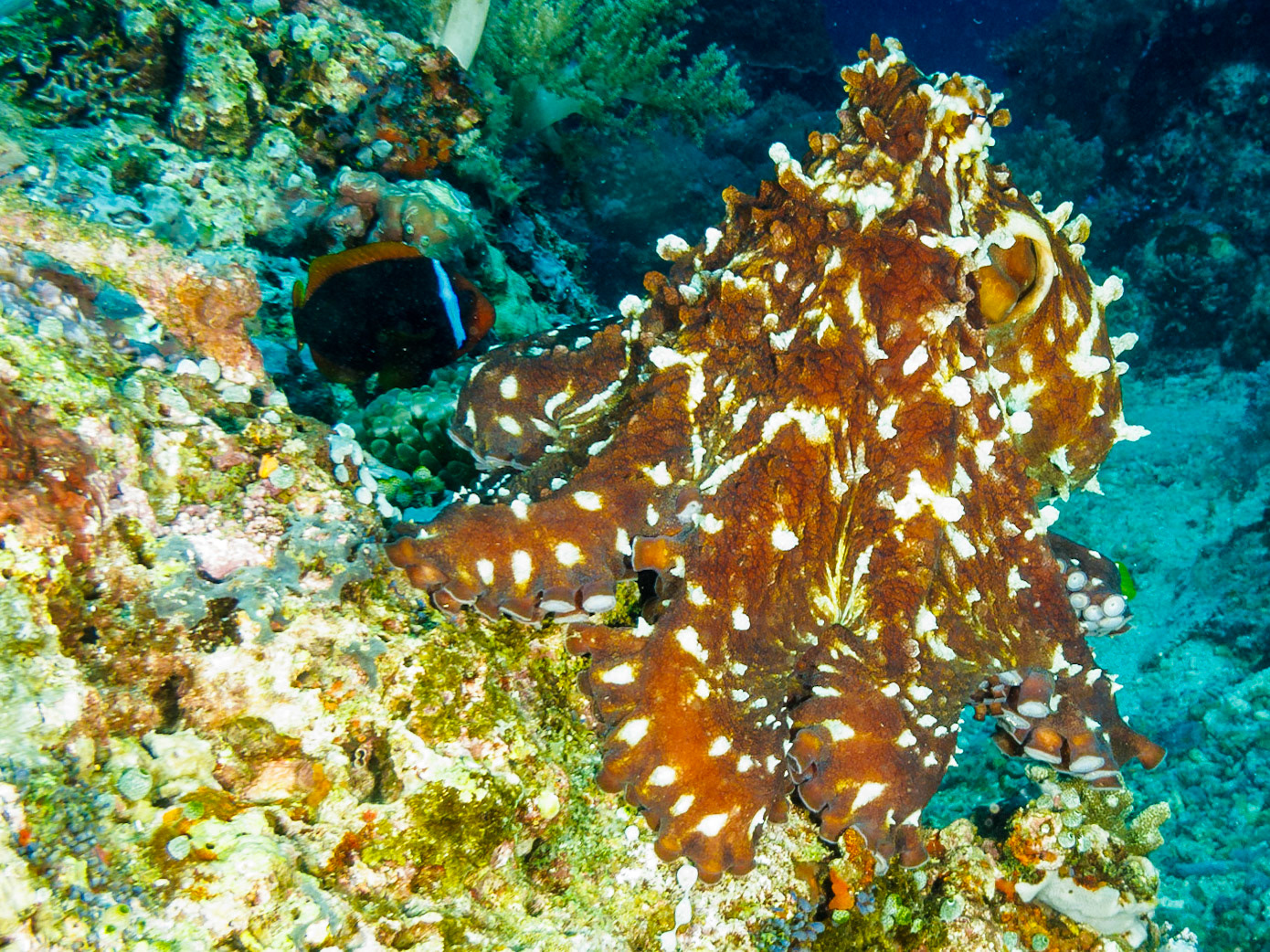 Day Octopus