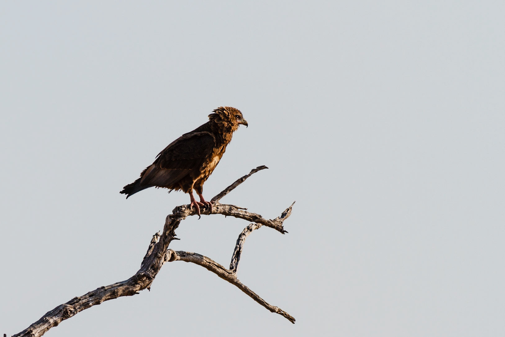 Juvenille Bateleur