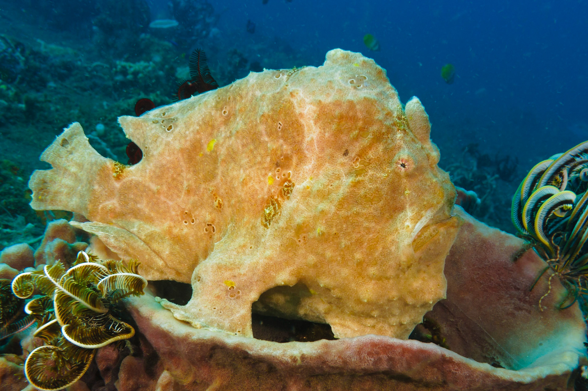Giant Frogfish