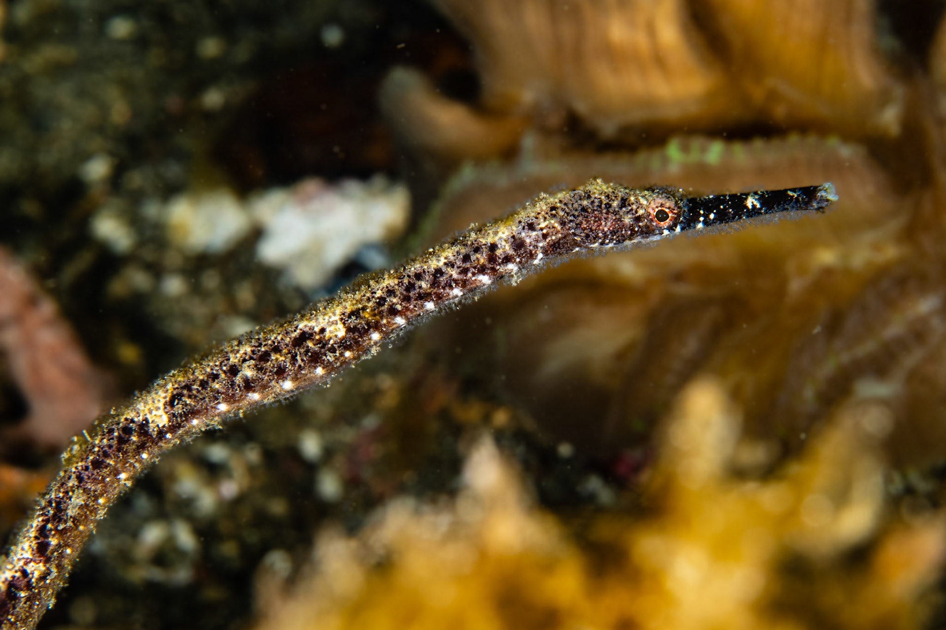 Slender Pipefish