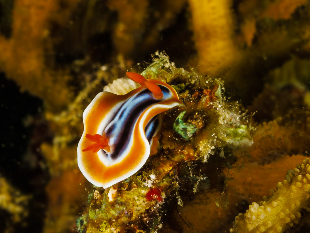 Chromodoris magnifica